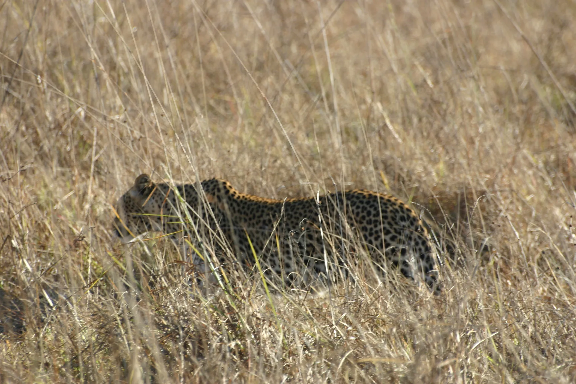 ... en langzaam maar zeker verder van ons wegloopt [Kafue]