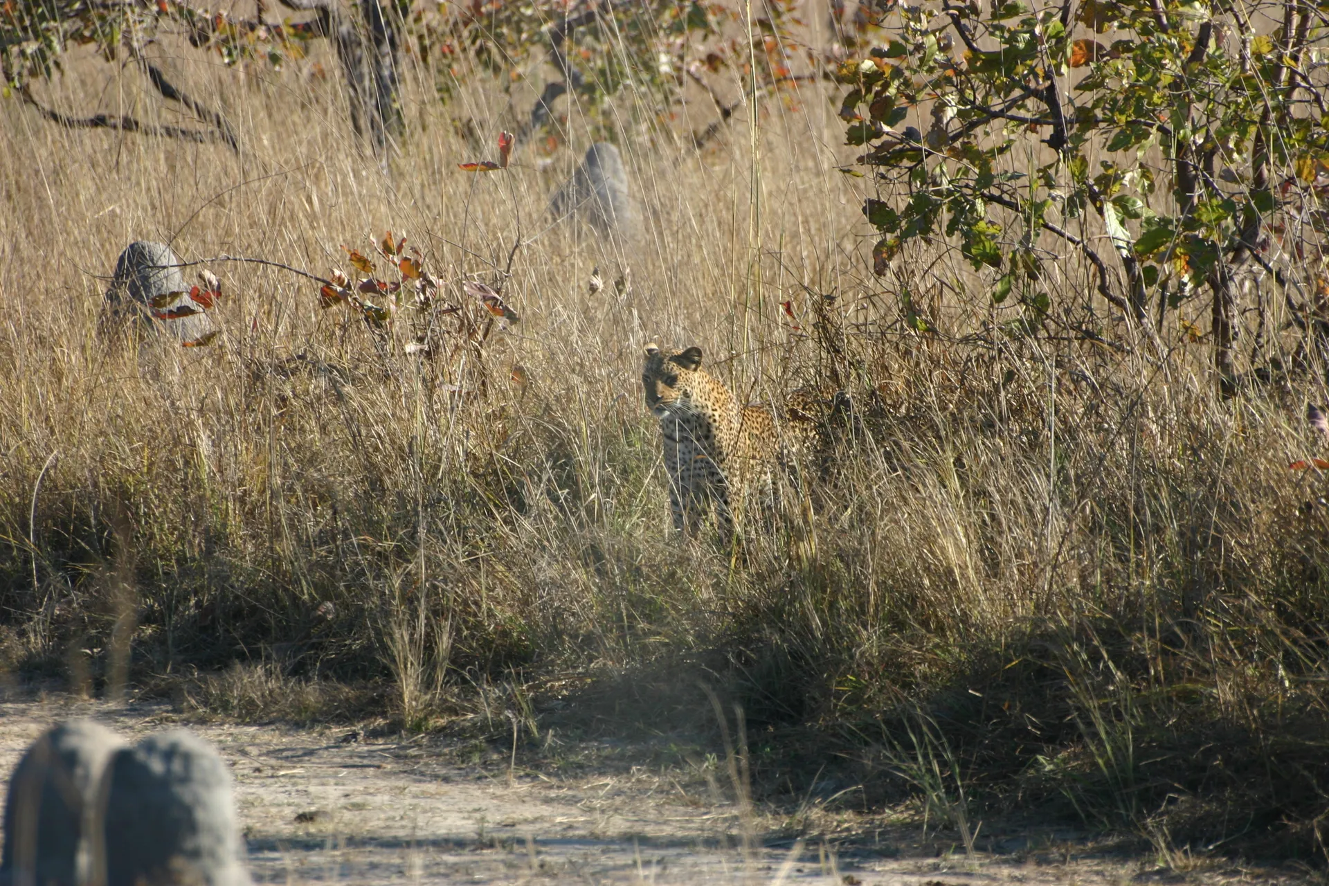 In een omtrekkende beweging komt het luipaard weer bij het pad, neemt daar de situatie rustig in zich op ... [Kafue]