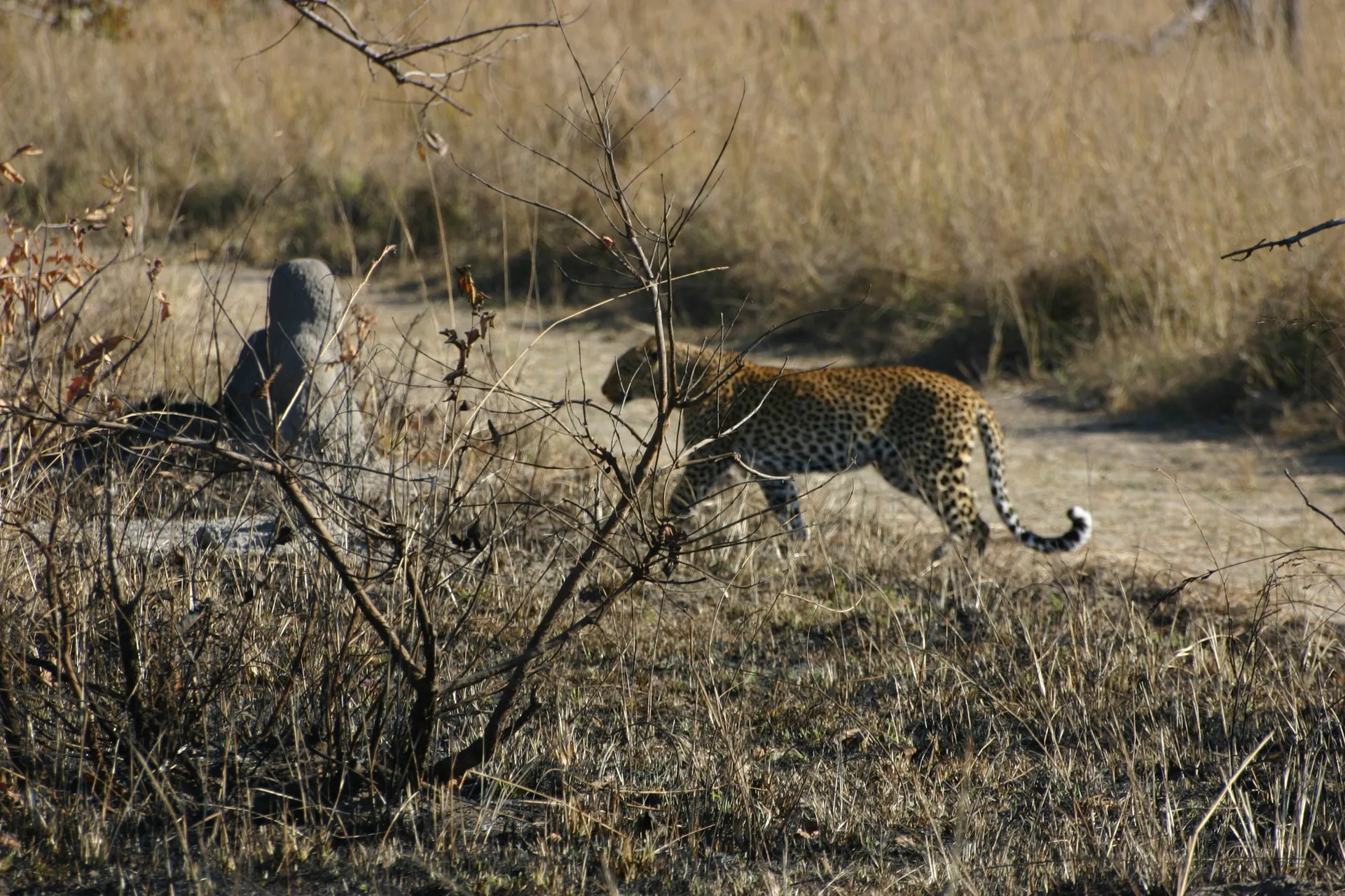 ... om zich te verschuilen achter een termietenheuveltje ... [Kafue]