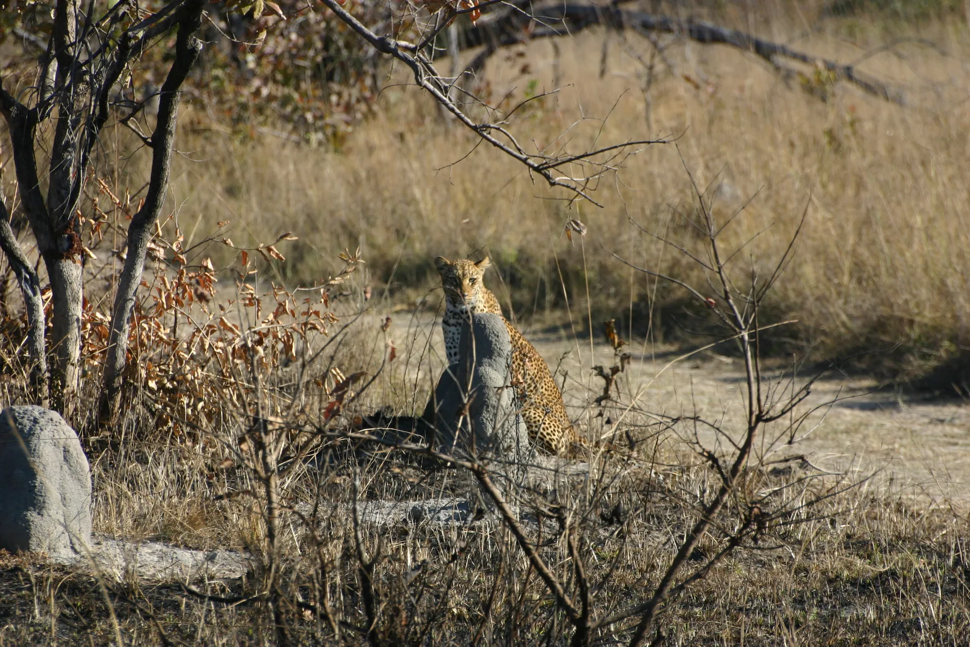 Een termietenheuvel kan je ook gebruiken om je achter te verstoppen [Kafue]