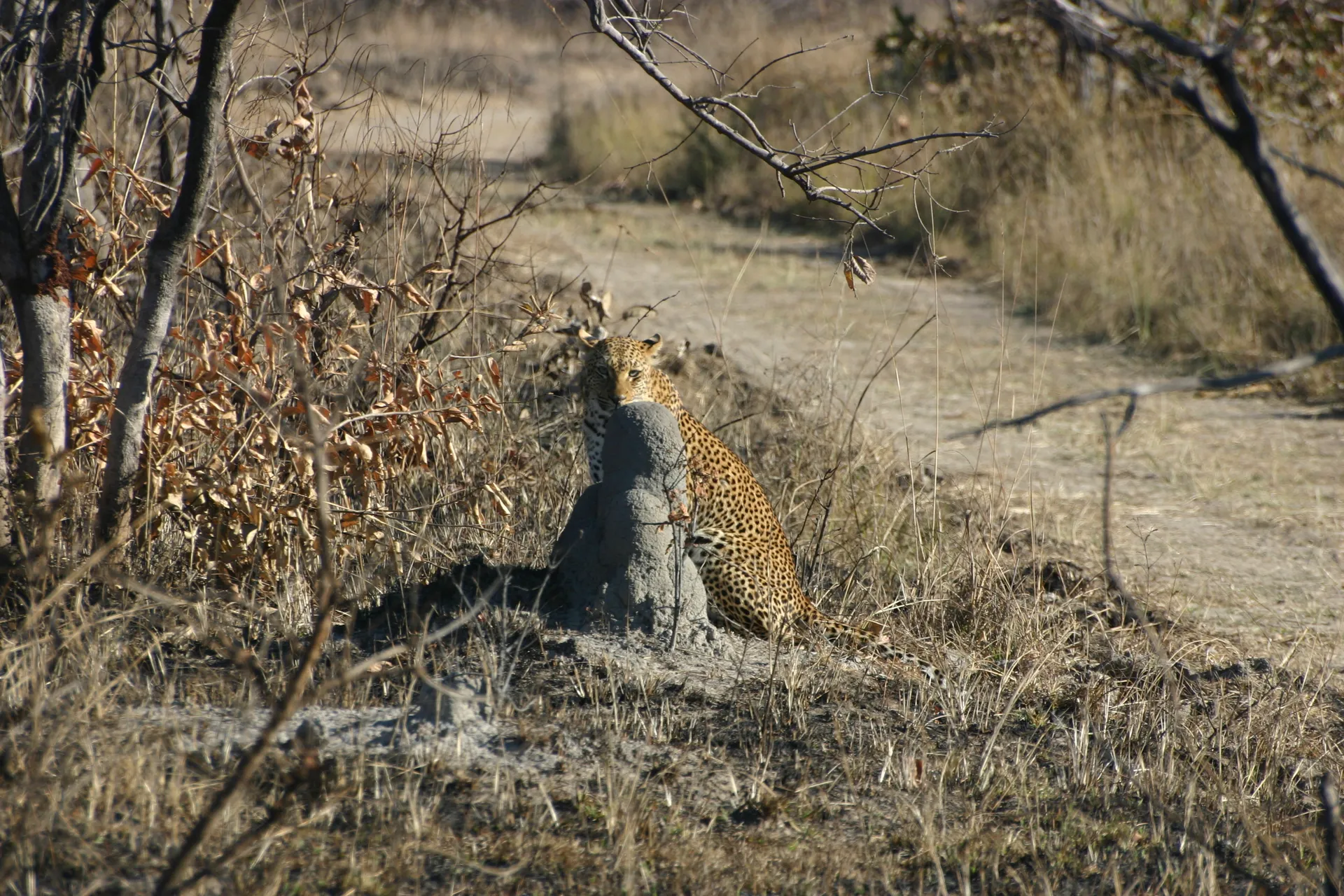 Denk je eens in dat het schemerig is, je zou niet meer kunnen zien dat er een luipaard zit! [Kafue]