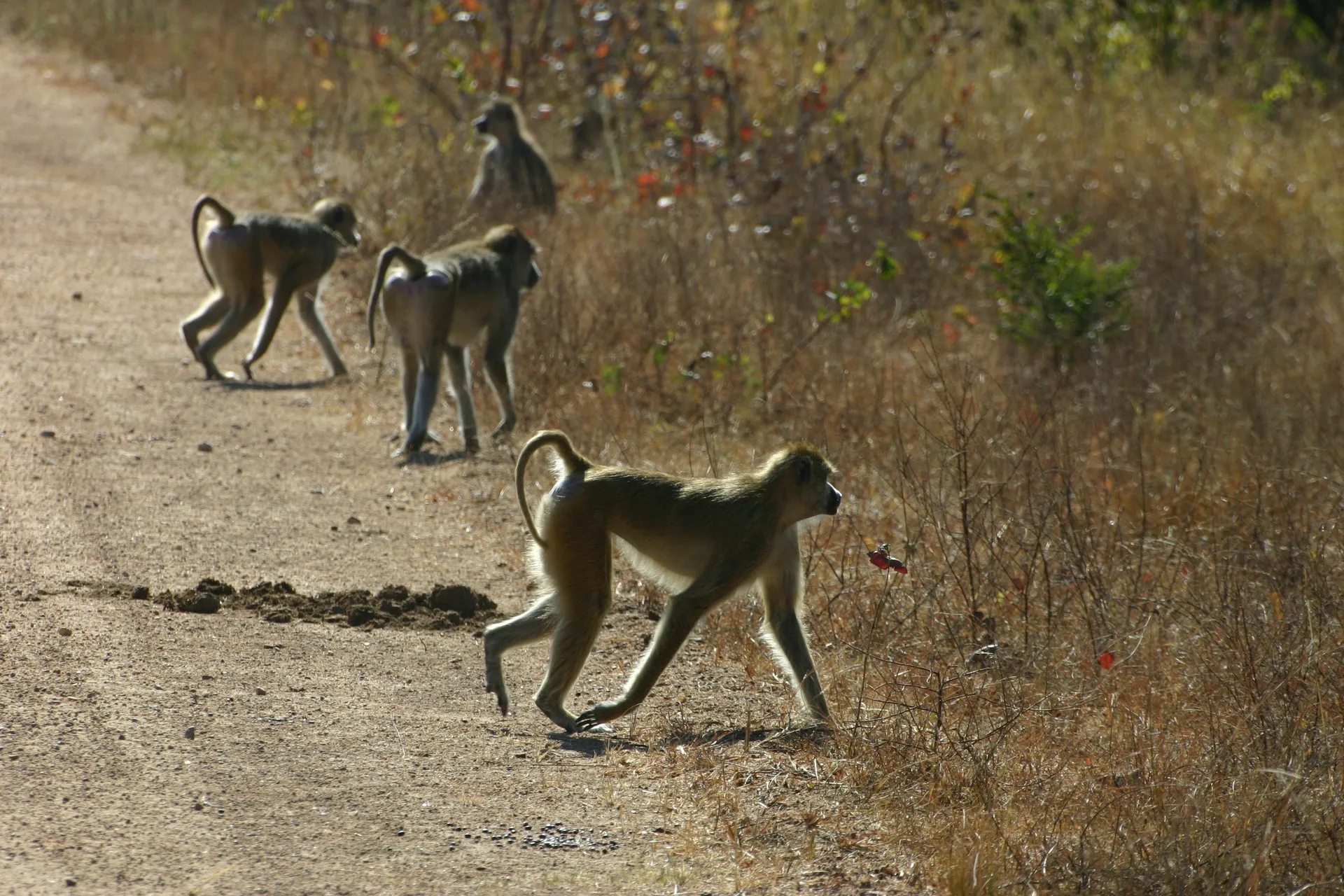 Groepje bavianen, let op de knik in de staart [Kafue]