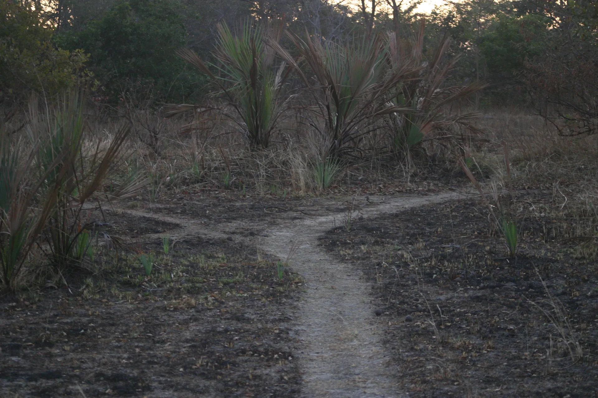 Langs vaste paadjes lopen de nijlpaarden ´s avonds het bos in, op zoek naar weidegronden [Kafue]