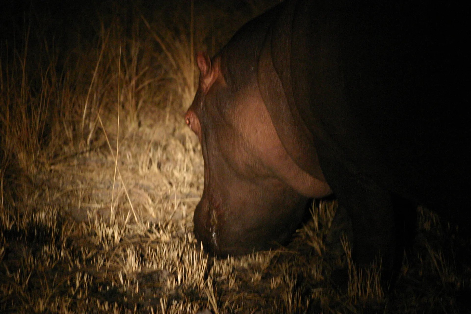 ´s Nachts gaat het nijlpaard aan land om voedsel te zoeken [Kafue]