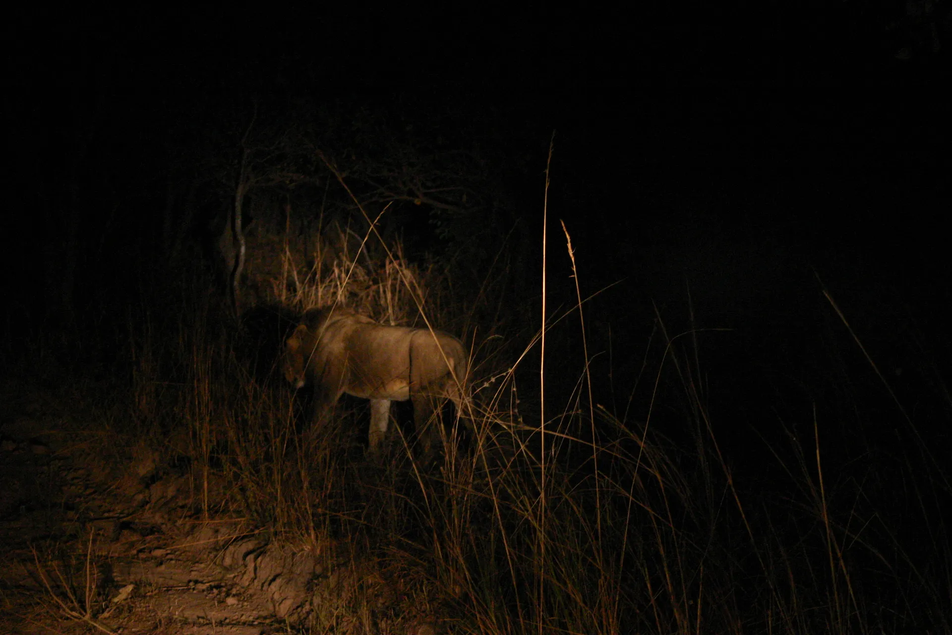Leeuw betrapt op zijn ronde langs de grenzen van zijn territorium [Kafue]