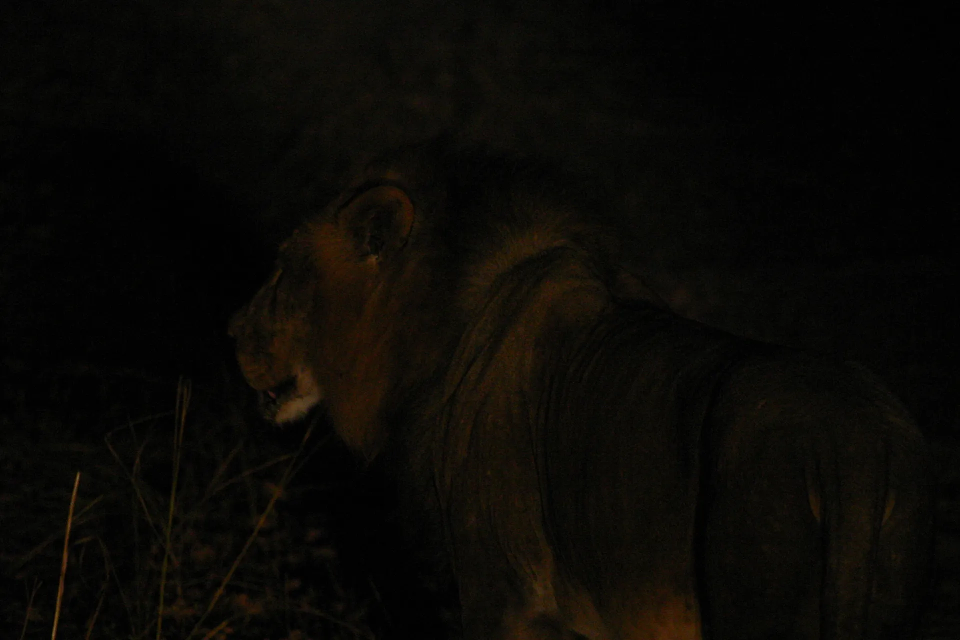 In het lamplicht zijn de manen van deze leeuw duidelijk zichtbaar [Kafue]