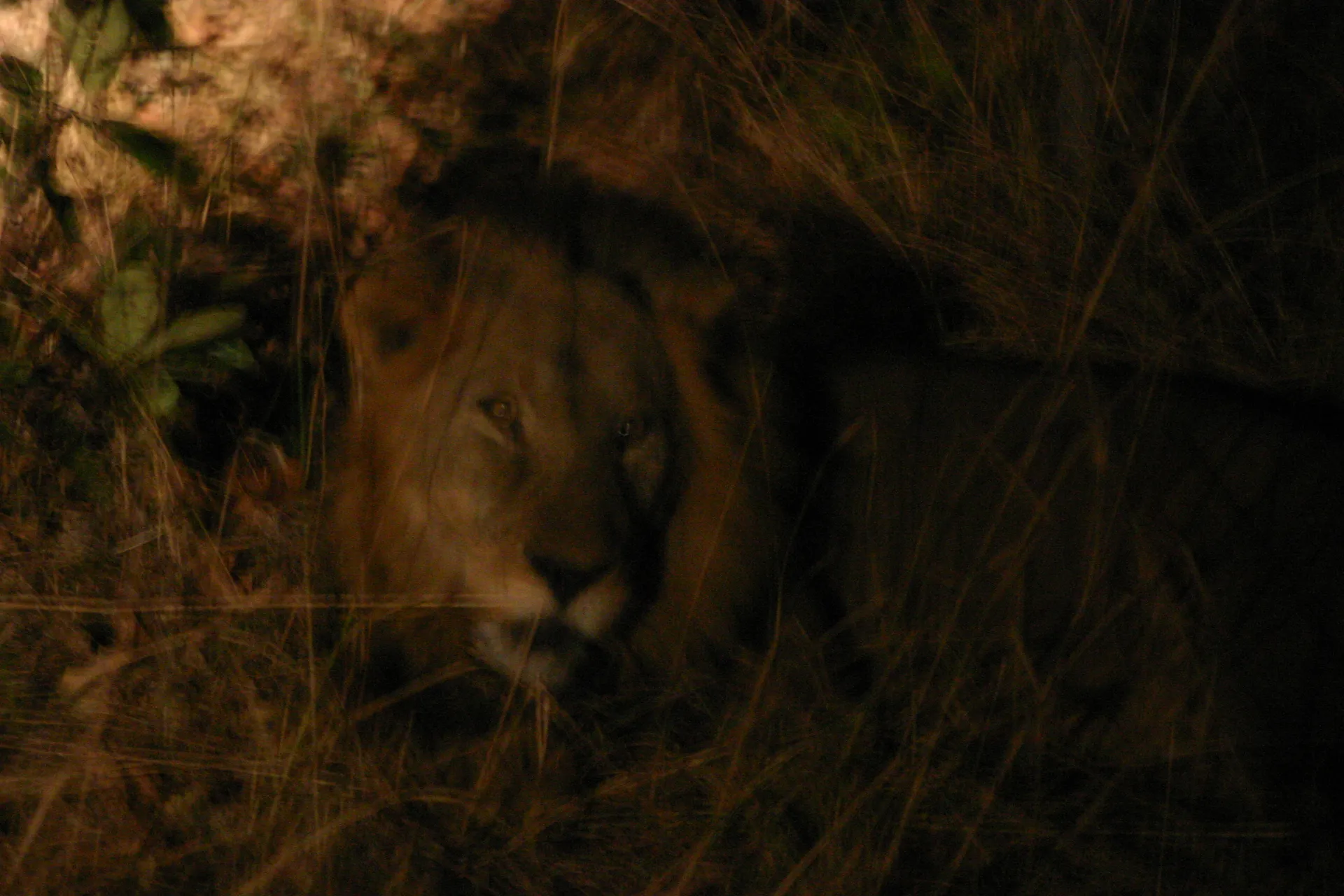 Weggedrukt in de berm van de weg wacht de leeuw totdat wij eindelijk zijn doorgereden [Kafue]