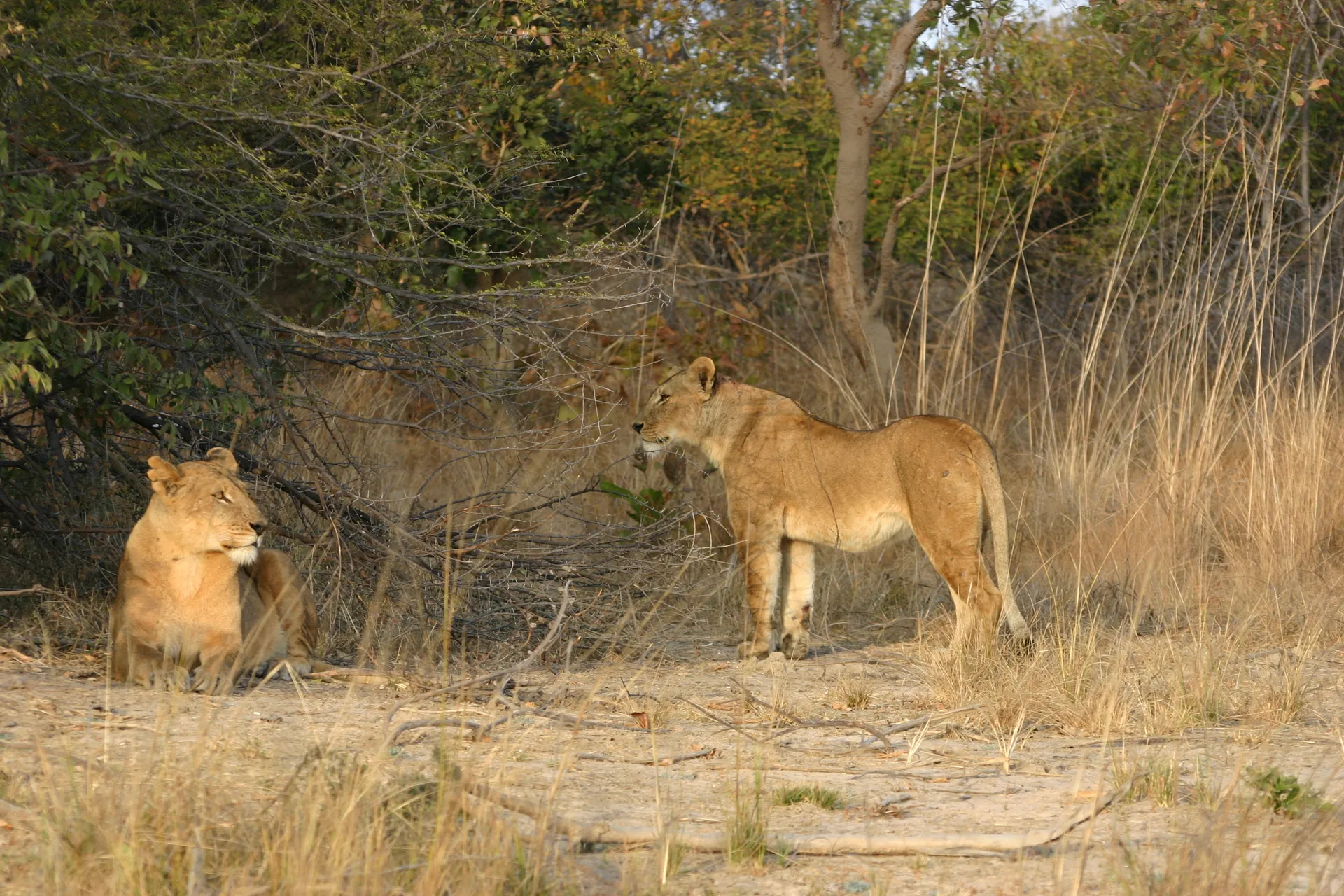 Twee leeuwinnen warmen zich in het ochtendzonnetje [Kafue]