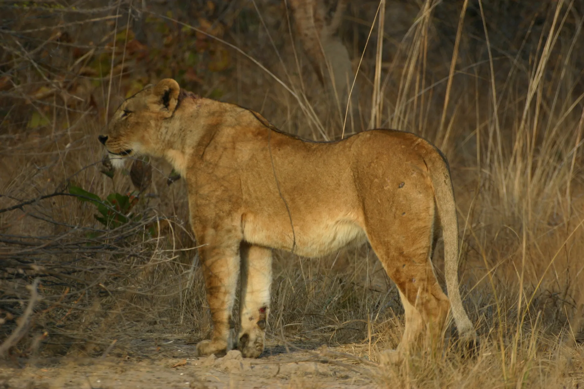 De vele littekens en de wond op de rechter voorpoot laten zien dat deze leeuwin het niet altijd even makkelijk heeft gehad [Kafue]