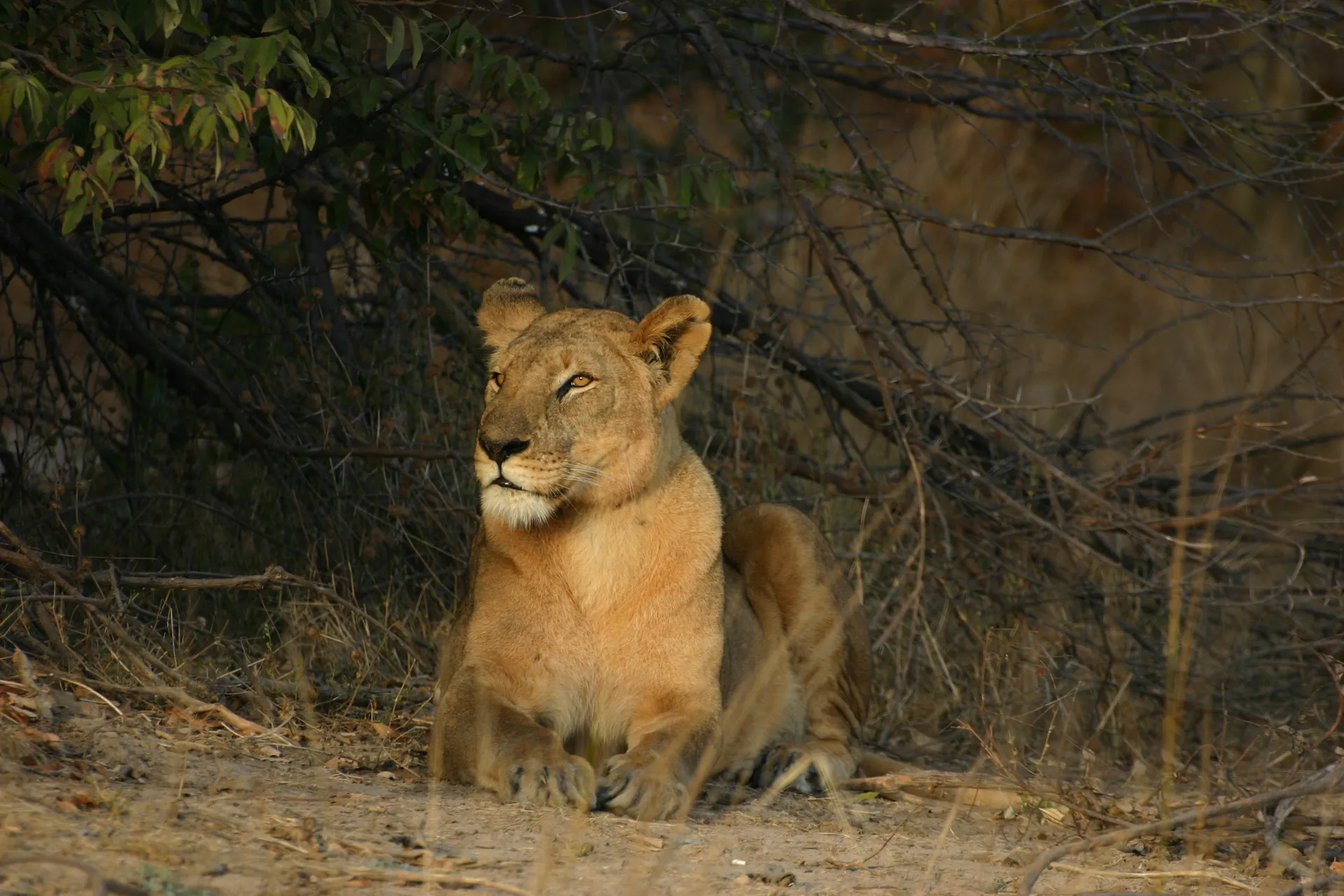 Leeuwin in de ochtendzon [Kafue]