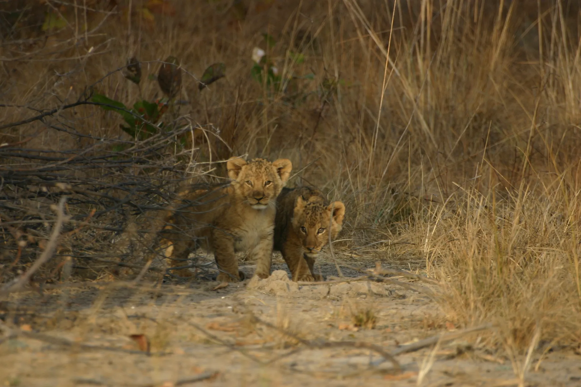 ... en even later kijken twee nieuwsgierige leeuwenwelpjes ons aan [Kafue]