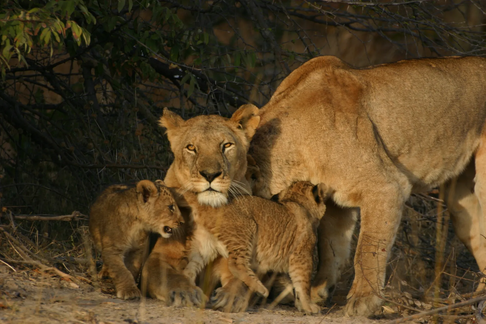 De leeuwinnen en de welpjes draaien knuffelend om elkaar heen [Kafue]