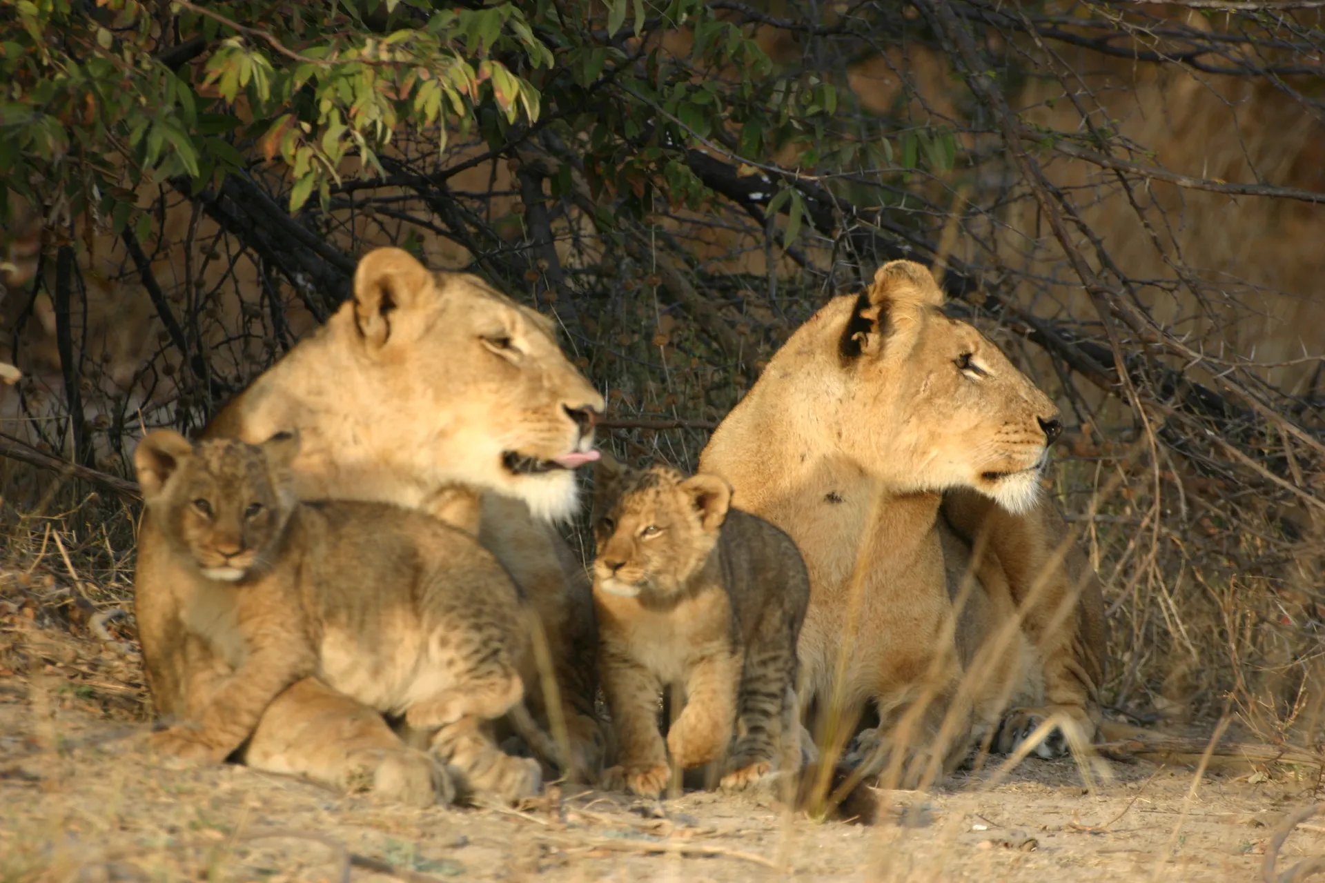 Natuur onderweg: leeuwinnen met welpjes [Kafue]