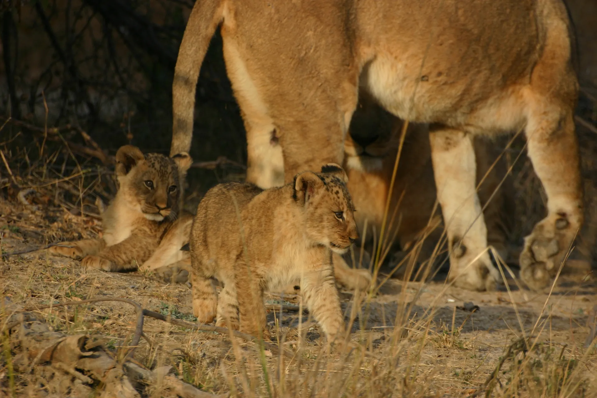 De welpjes struinen voortdurend rond de moeder(s), ondertussen doordringend piepend om contact te houden [Kafue]