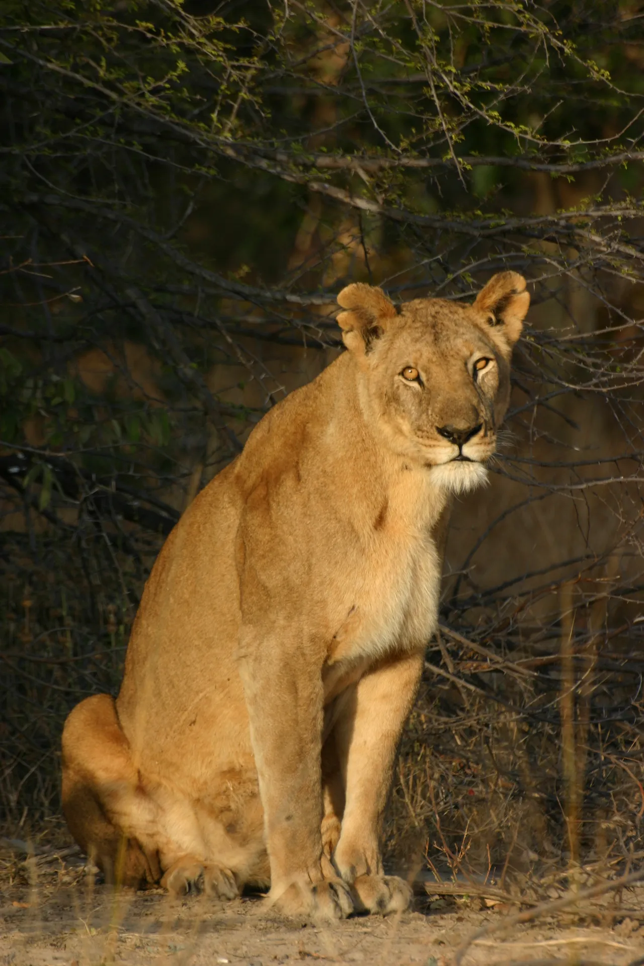 Poseren in de ochtendzon [Kafue]