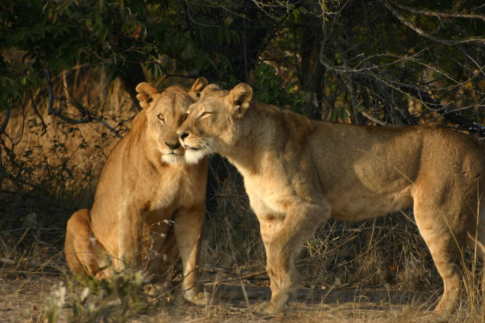 Voortdurend geven de leeuwinnen elkaar kopjes, zouden het zusters of moeder en volwassen dochter zijn? [Kafue]
