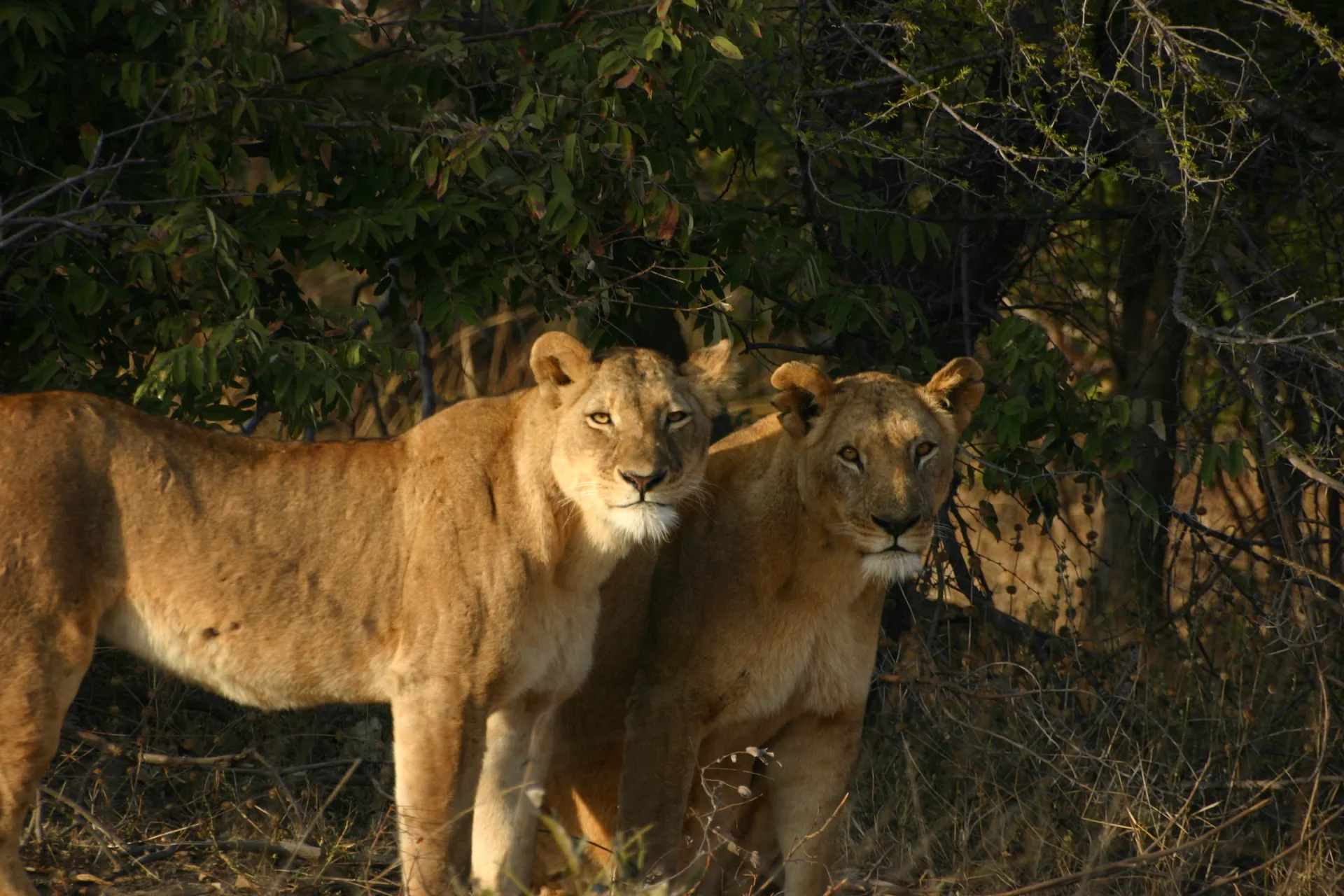 Een laatste staatsiefoto voordat leeuwinnen en welpjes wegtrekken in de bosjes [Kafue]