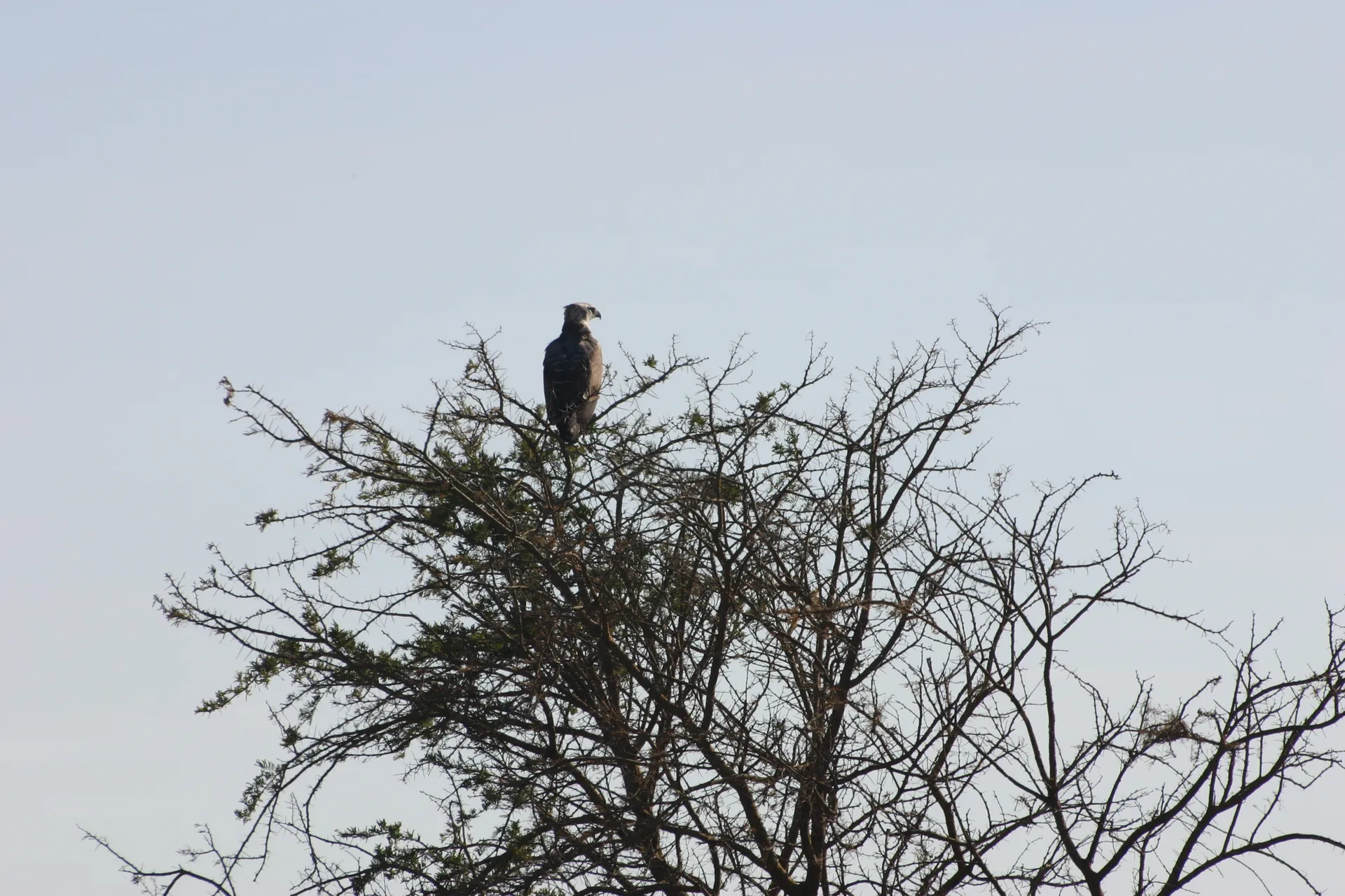 Vechtarend (Eng. Martial eagle, <i>Polemaetus bellicosus</i>) [Kafue]