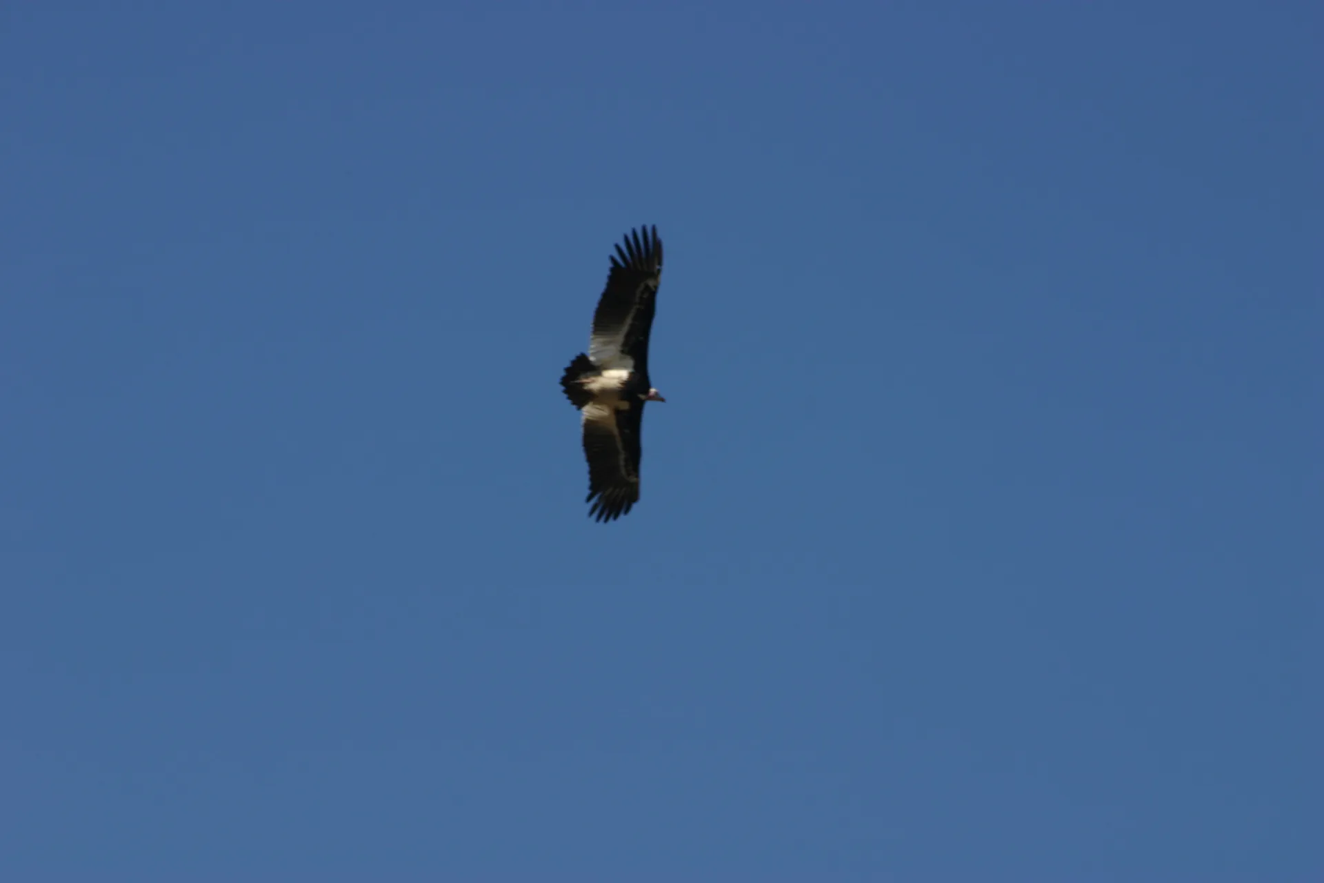 Witkopgier (Eng. White-headed vulture, <i>Trigonoceps occipitalis</i>) [Kafue]