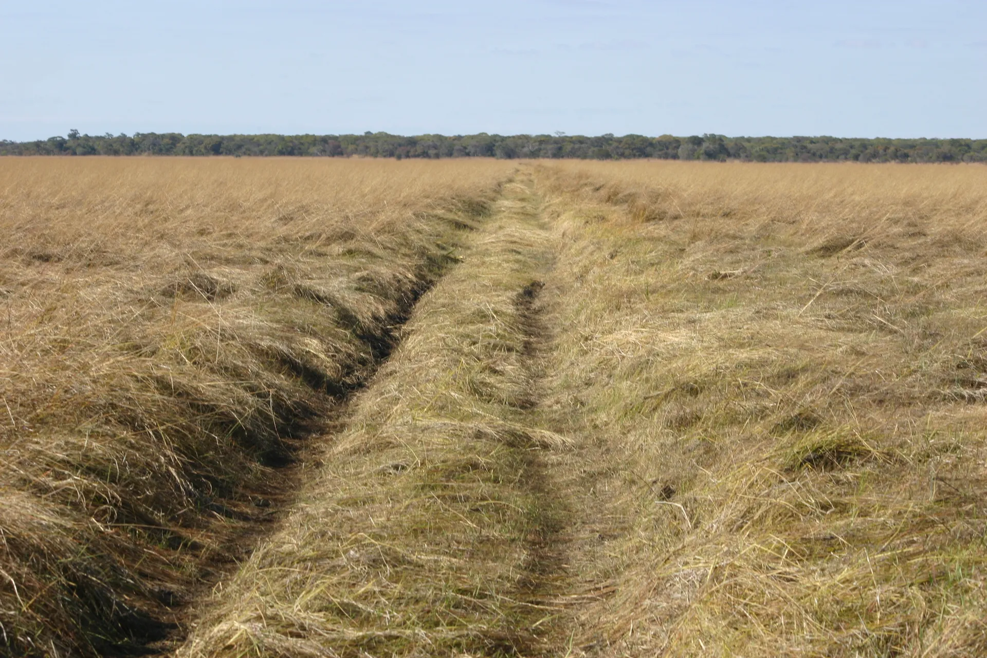 Busanga Plains: de diepe bandensporen laten zien dat het terrein nog erg nat is [Kafue]