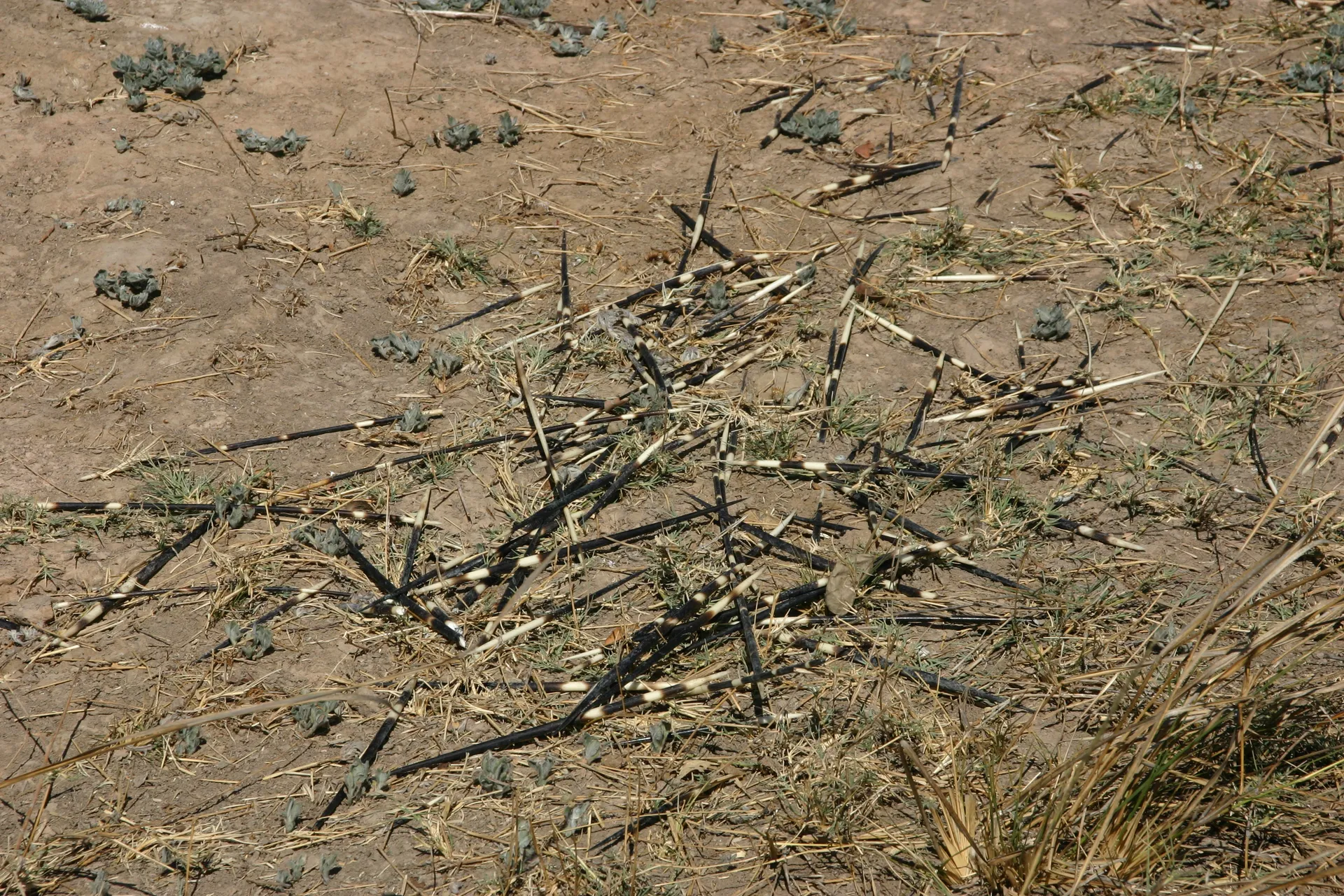 Stekels van een stekelvarken [Kafue]