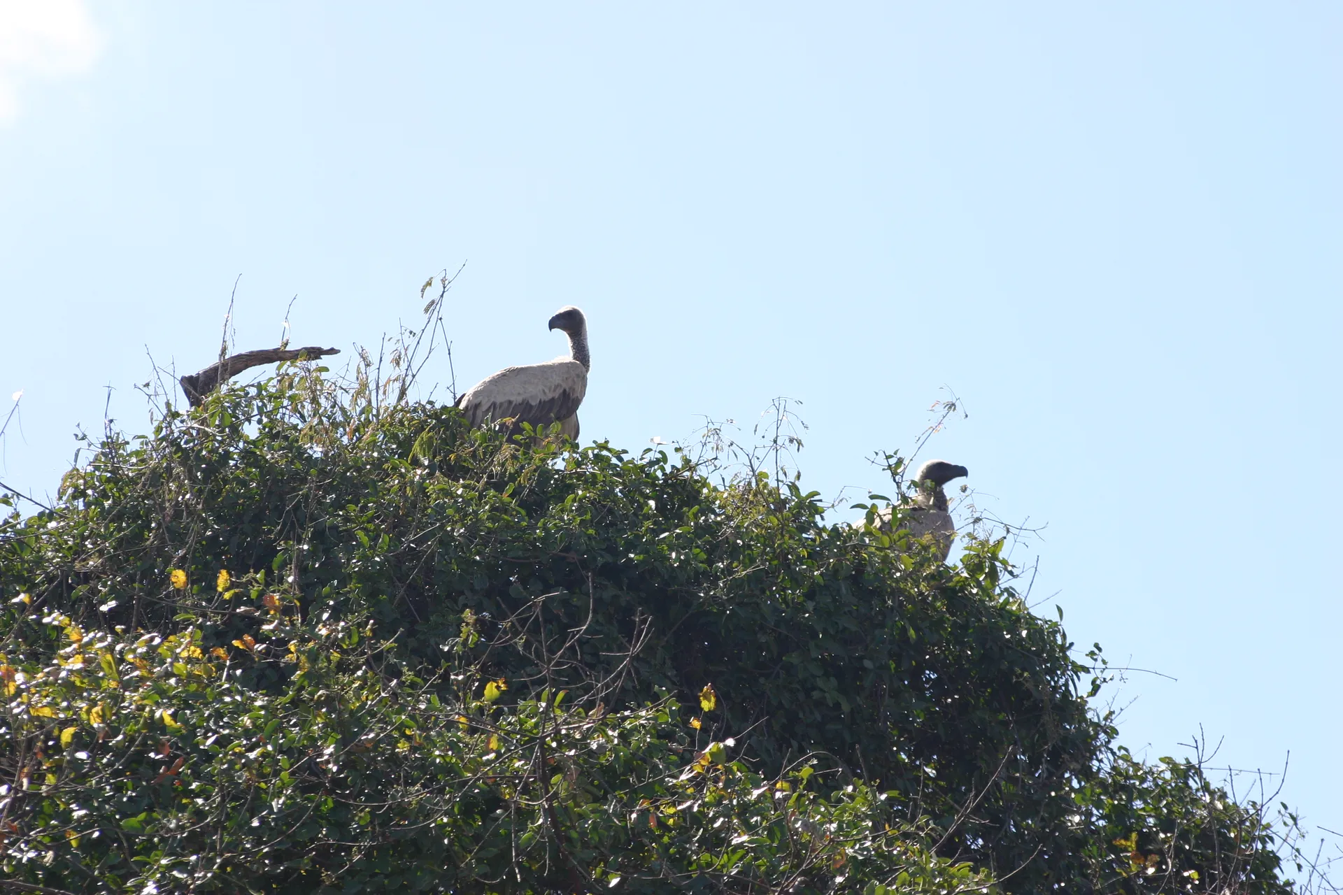 Witruggier (Eng. White-backed vulture, <i>Gyps africanus</i>) [Kafue]