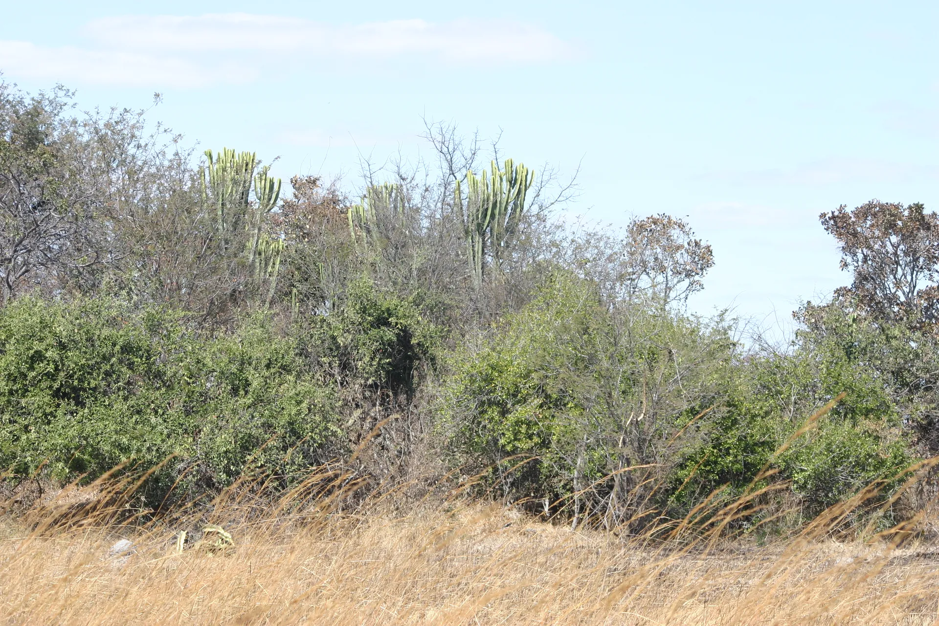 Grote euphorbia´s bepalen mede het beeld van de begroeiing langs de randen van de Busanga Plains [Kafue]