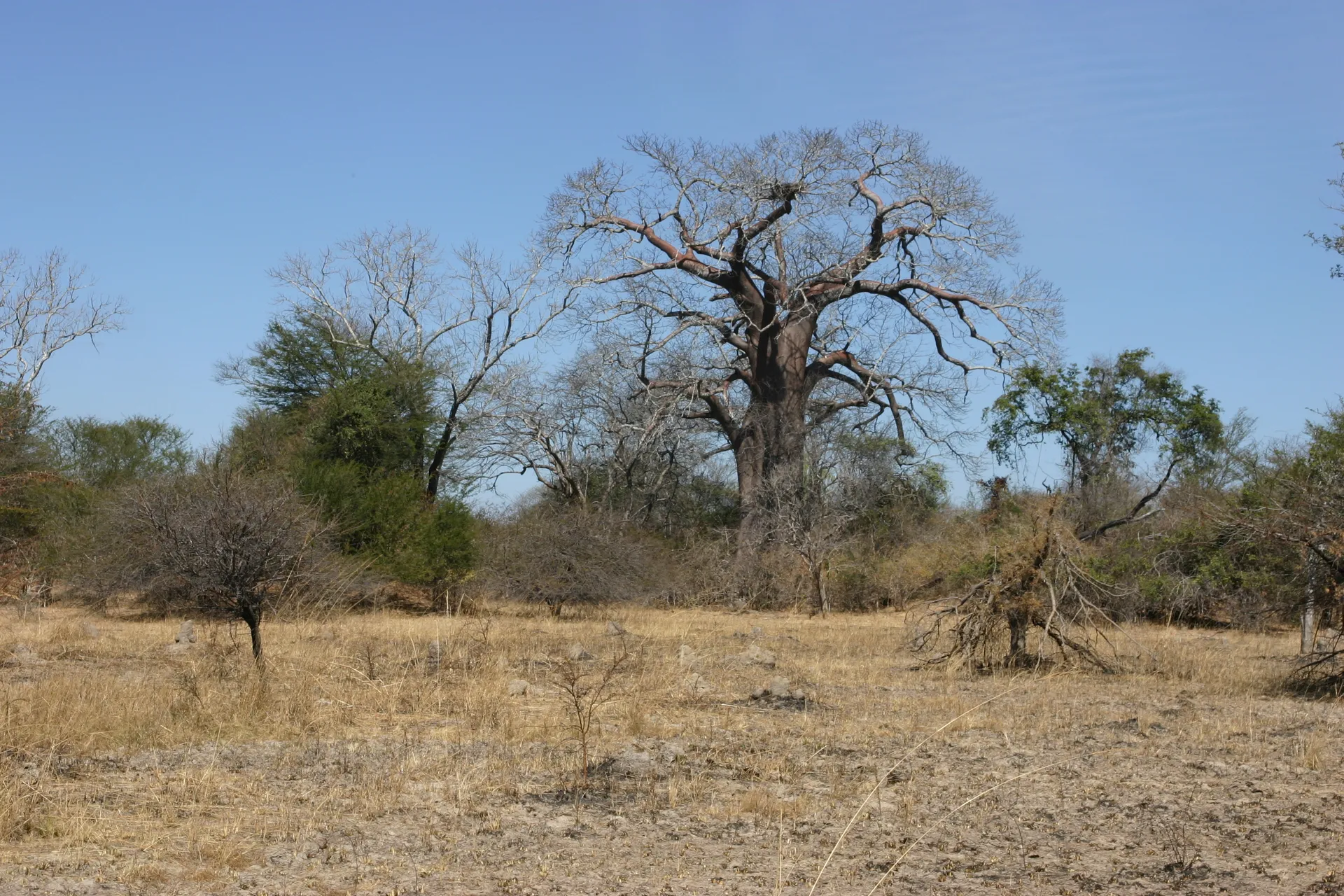 Baobab in het open bos-landschap [Kafue]
