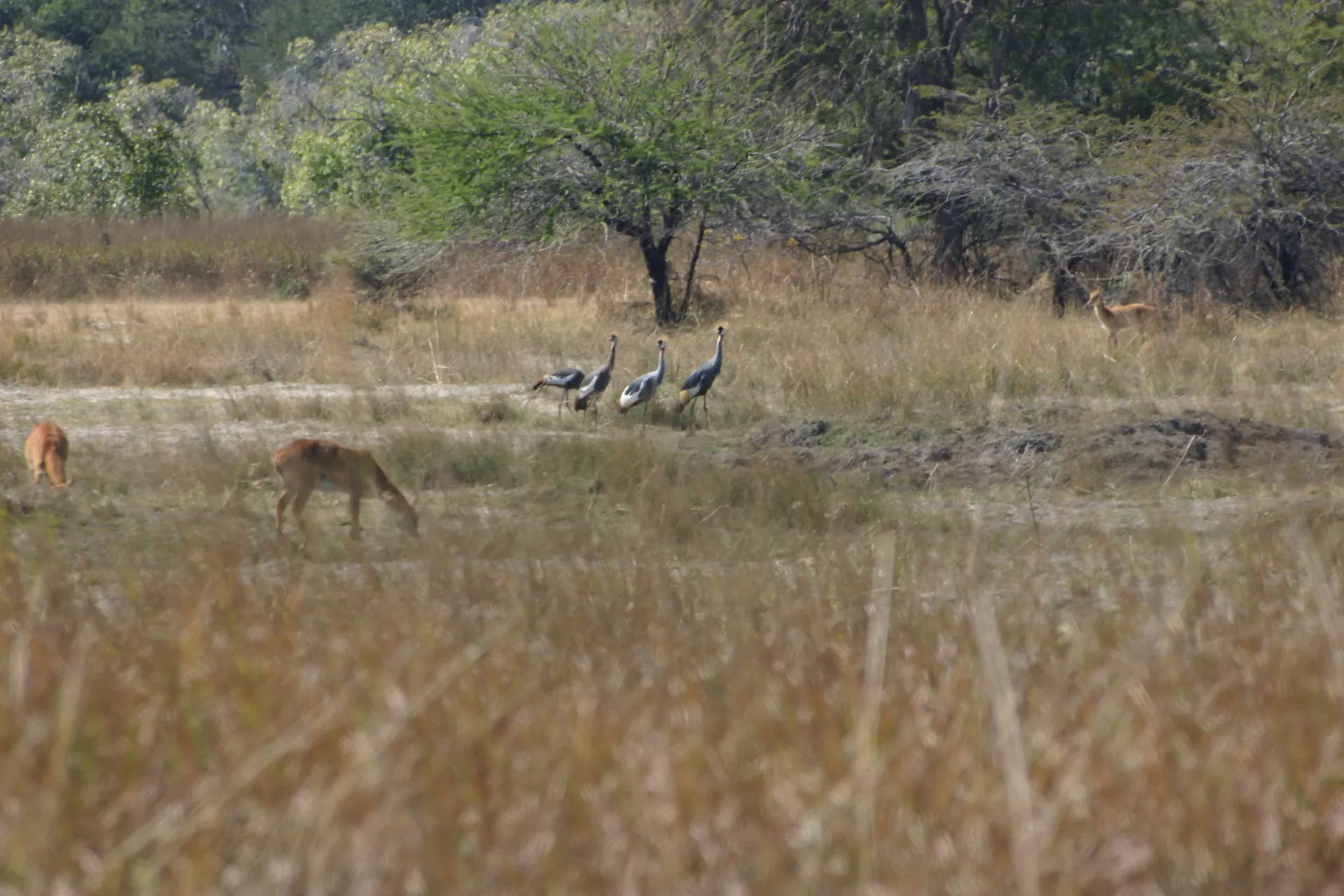 Grijze kroonkraanvogel (Eng. Grey crowned crane, <i>Balearica regulorum</i>) [Kafue]
