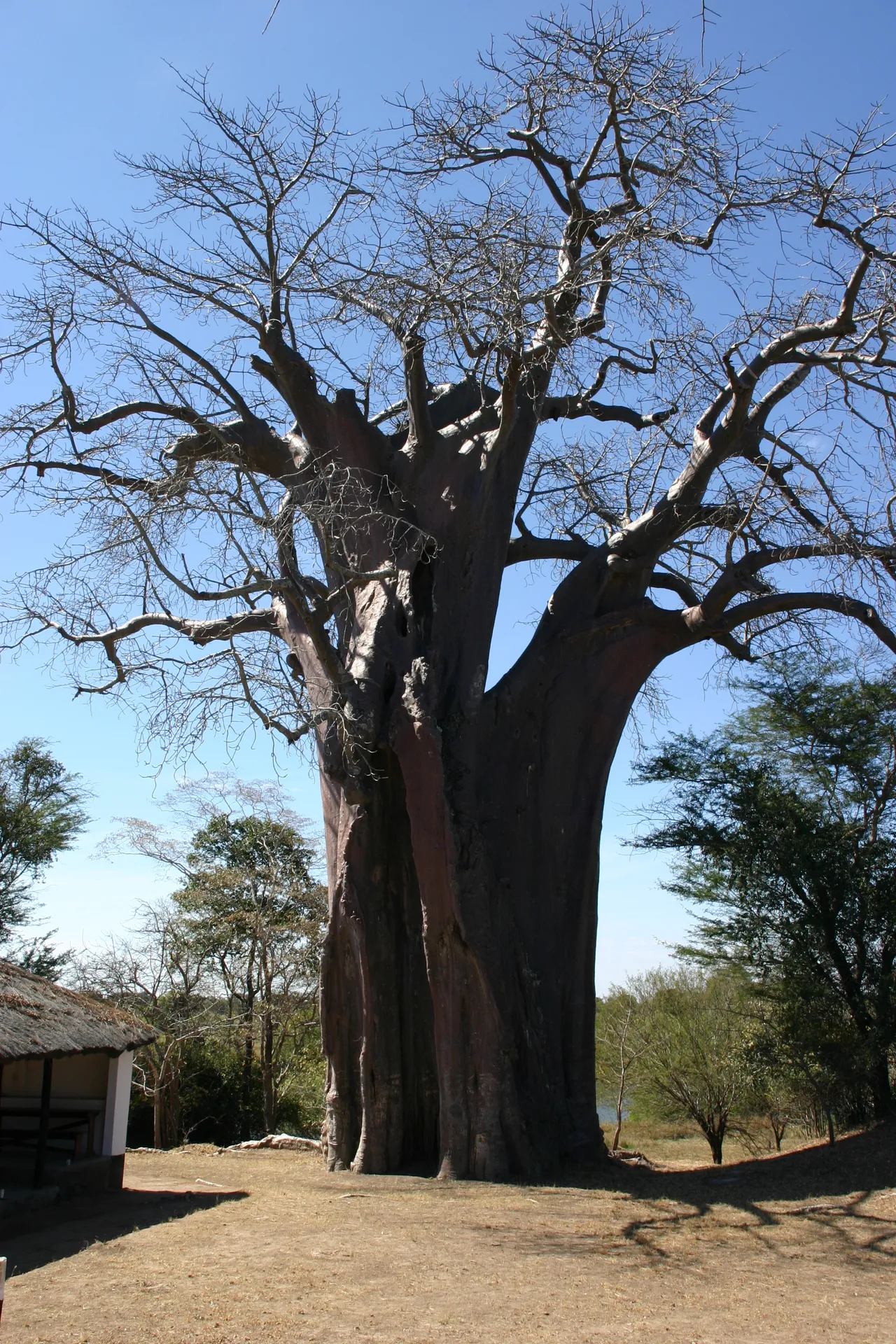 De dikte van de stam laat zich afleiden uit de afmetingen van het gebouwtje [Kafue]