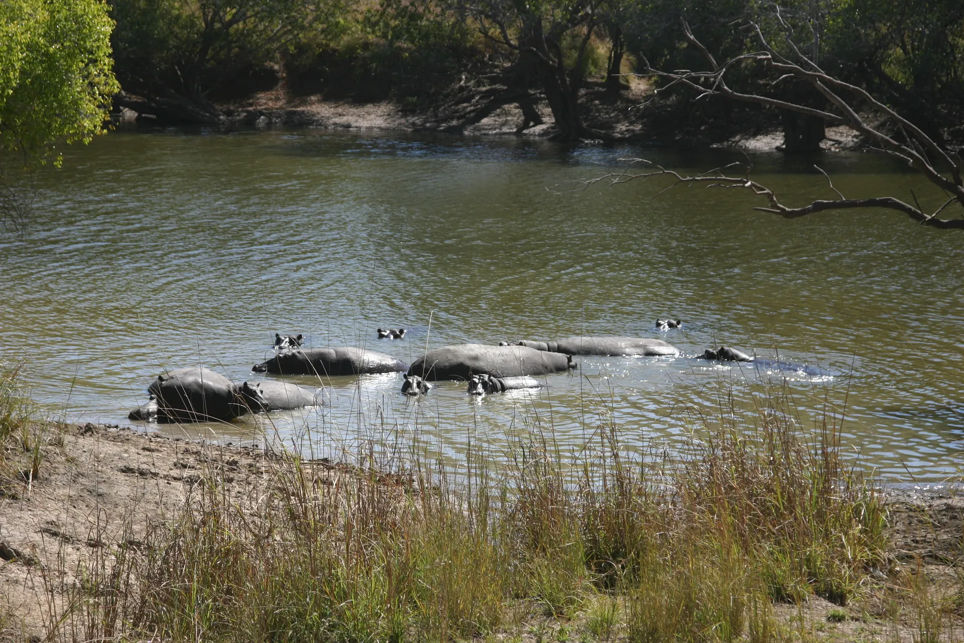 Groepje nieuwsgierige nijlpaarden in een uitloper van de Kafue rivier