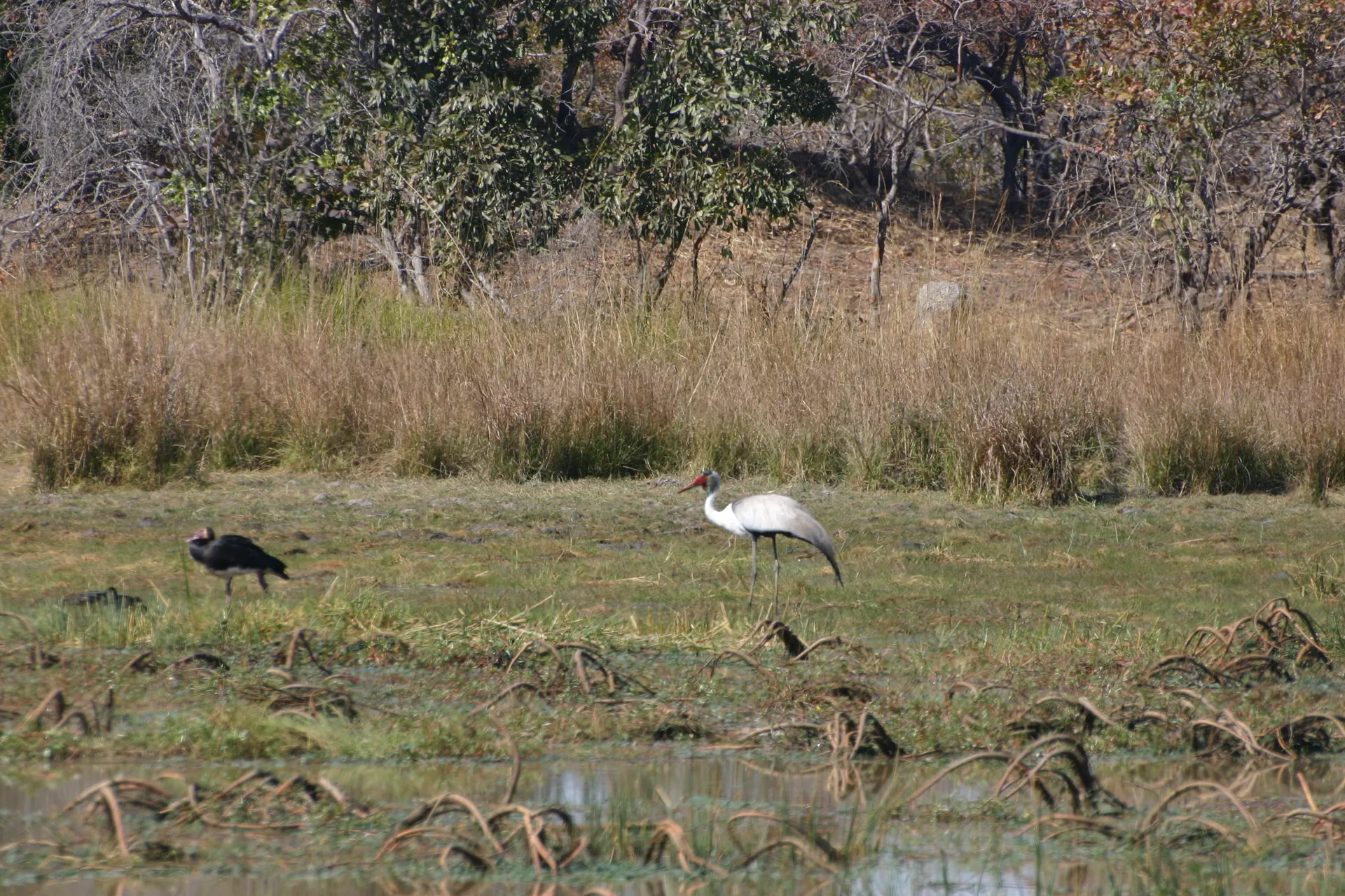 Spoorwiekgans (Eng. Spur-winged goose, <i>Plectropterus gambensis</i>) en Lelkraanvogel (Eng. Wattled crane, <i>Bugeranus carunculatus</i>) [Kafue]