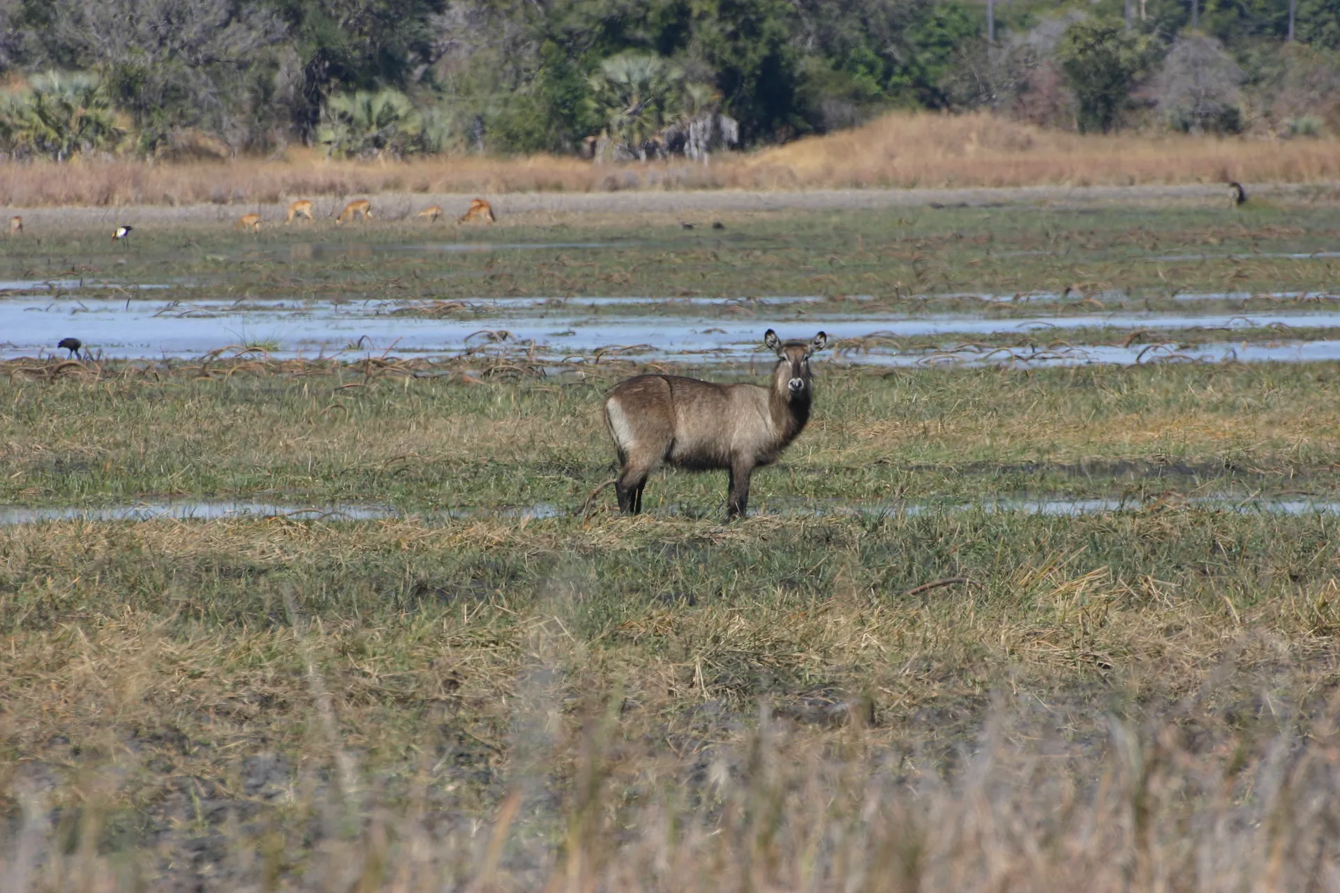 Waterbok-hinde in haar natuurlijke omgeving [Kafue]
