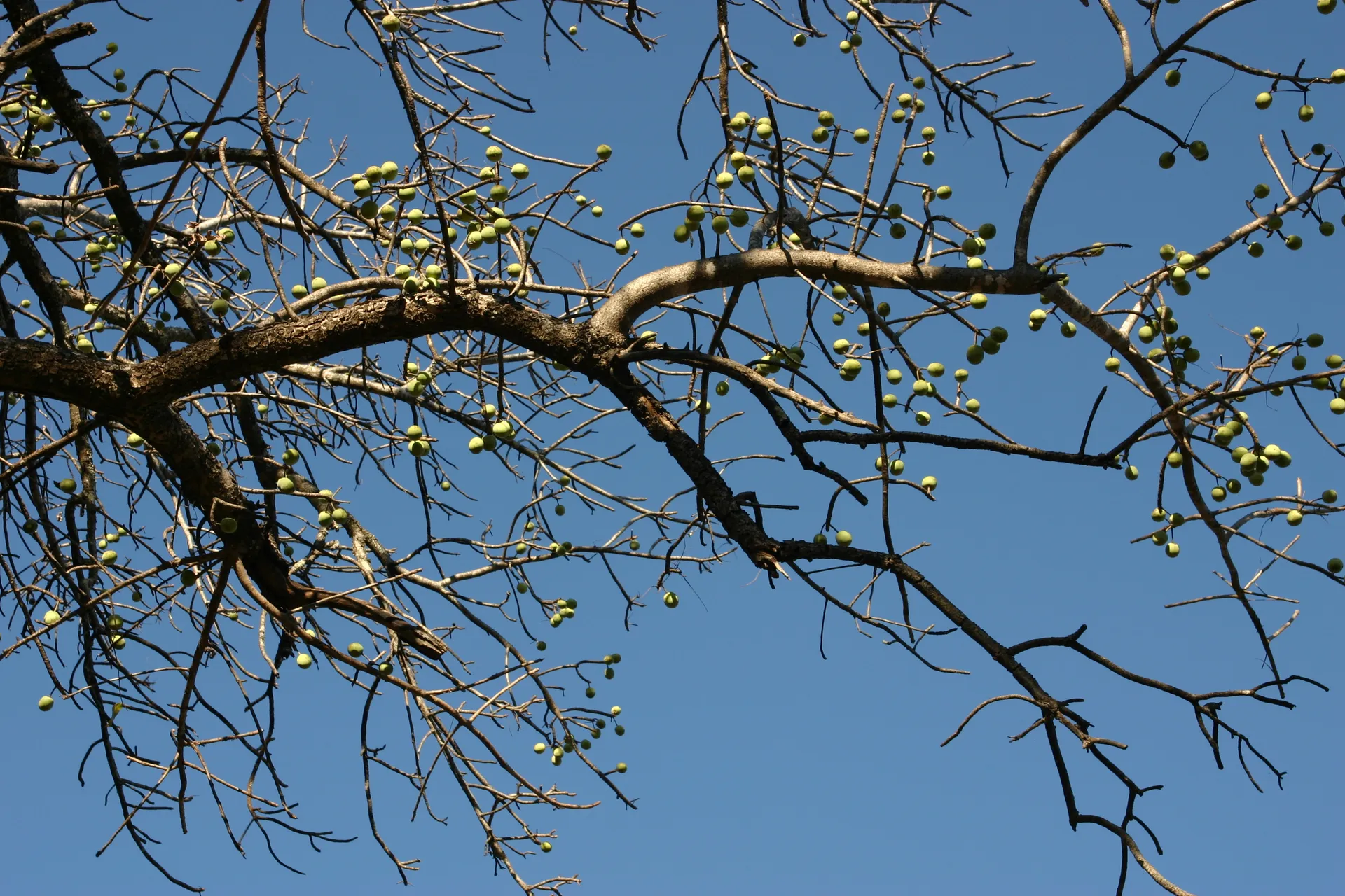 De vruchten van de <i>maroela</i> boom [Kafue]