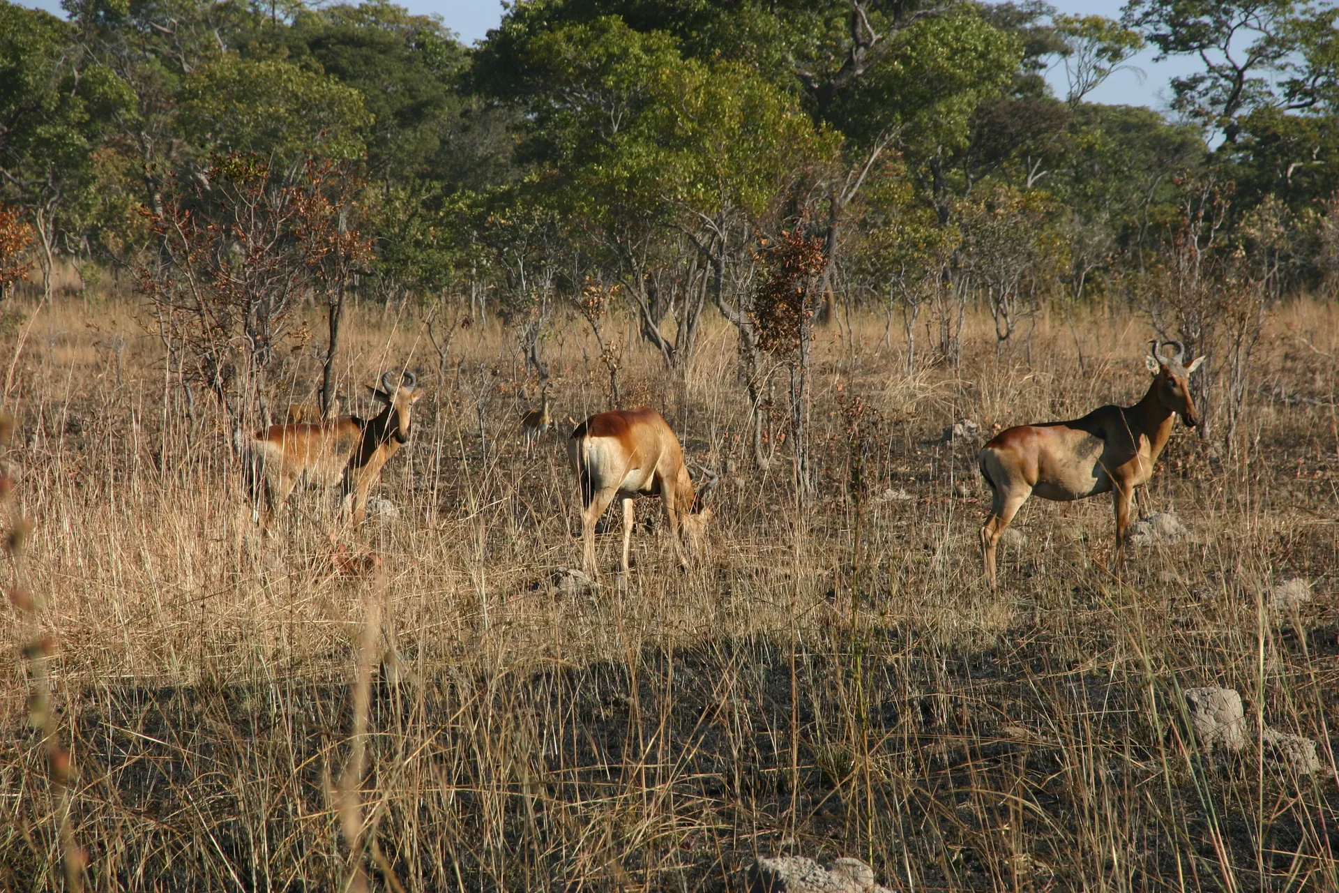 Naast de horens is het hartebeest herkenbaar aan een lange, smalle kop [Kafue]