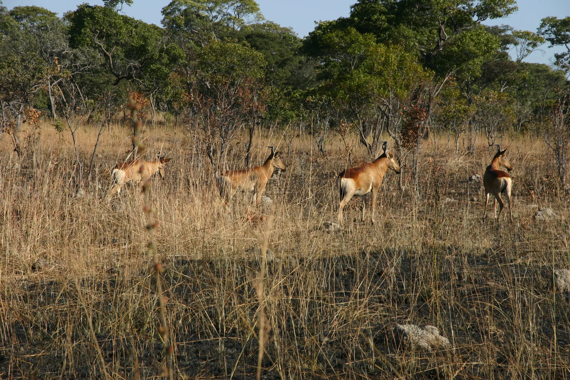 Groepje hartebeesten [Kafue]