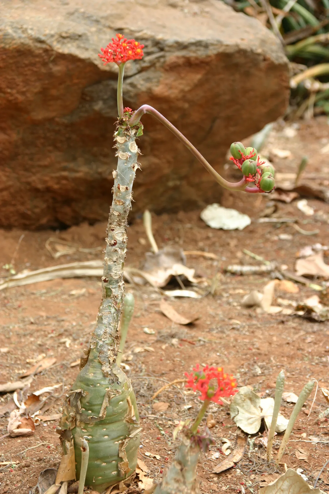 Flessenplant met enkele bloemstengels [Lusaka]