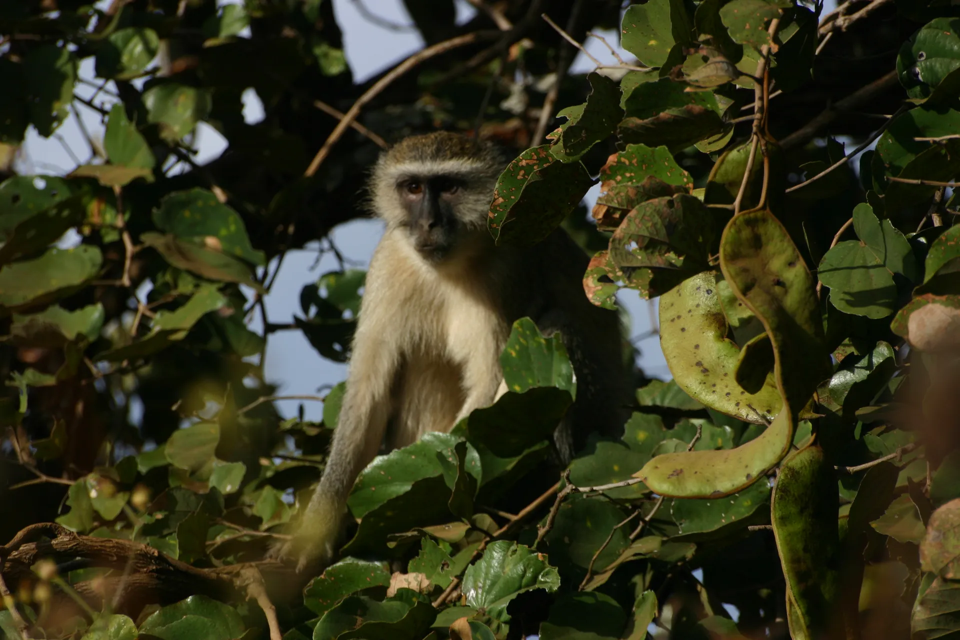 Groene meerkat op wacht in een boom [Lusaka]