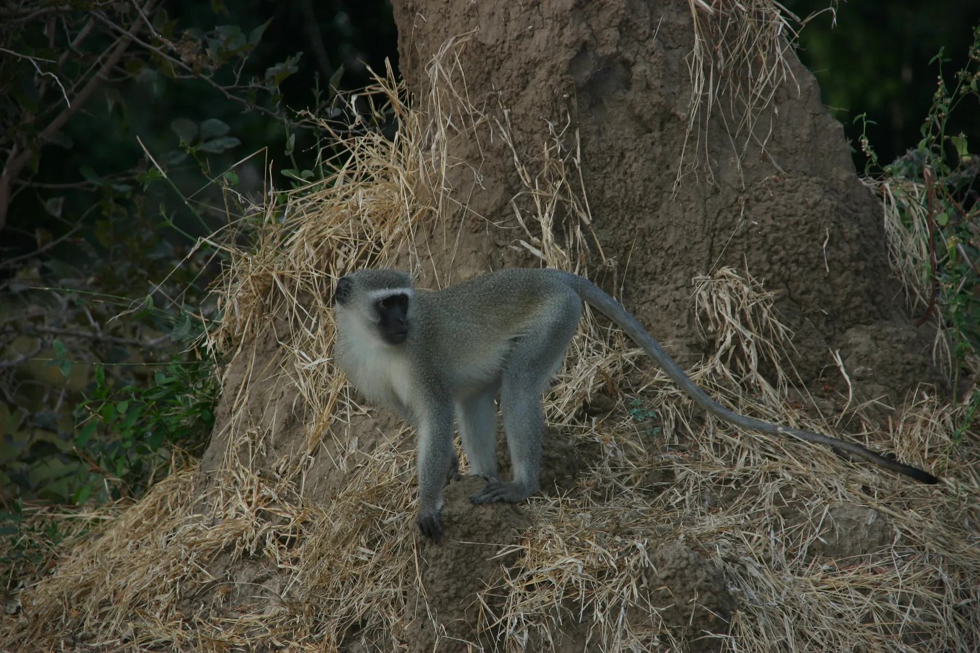 ... maar ook voor deze groene meerkat ... [Mana Pools]