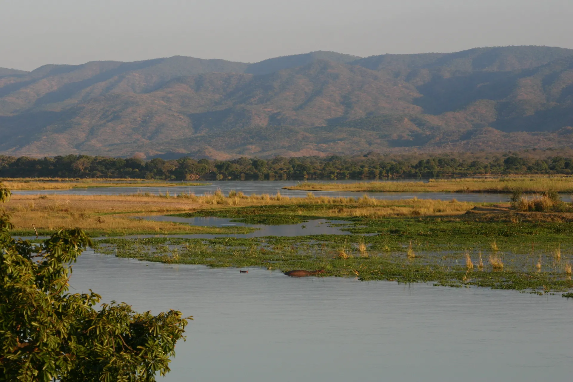 <i>Wetlands</i> langs de oever van de Zambezi [Mana Pools]
