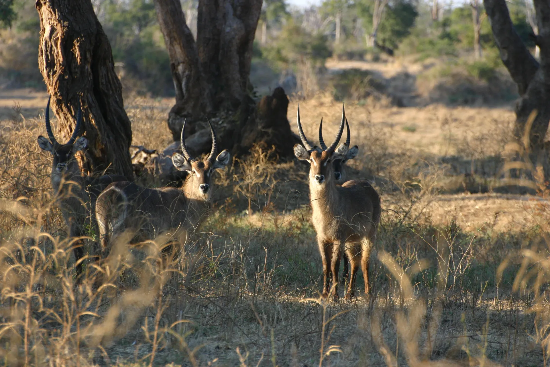Duidelijk herkenbaar is de wat wollige vacht van de waterbok [Kafue]