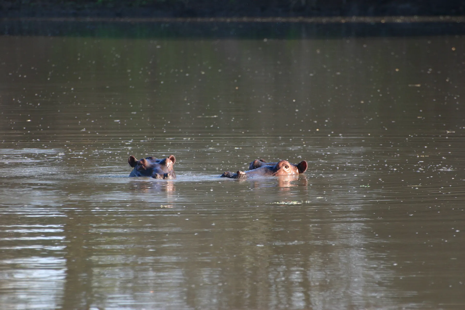 Met neus, ogen en oren boven water kan je alles in de gaten houden [Mana Pools]