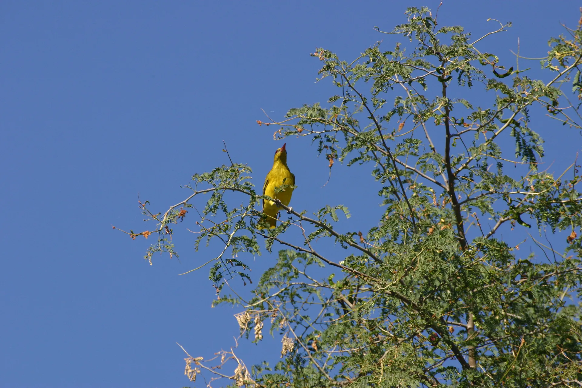 Afrikaanse wielewaal (Eng. African golden oriole, <i>Oriolus auratus</i>) [Mana Pools]
