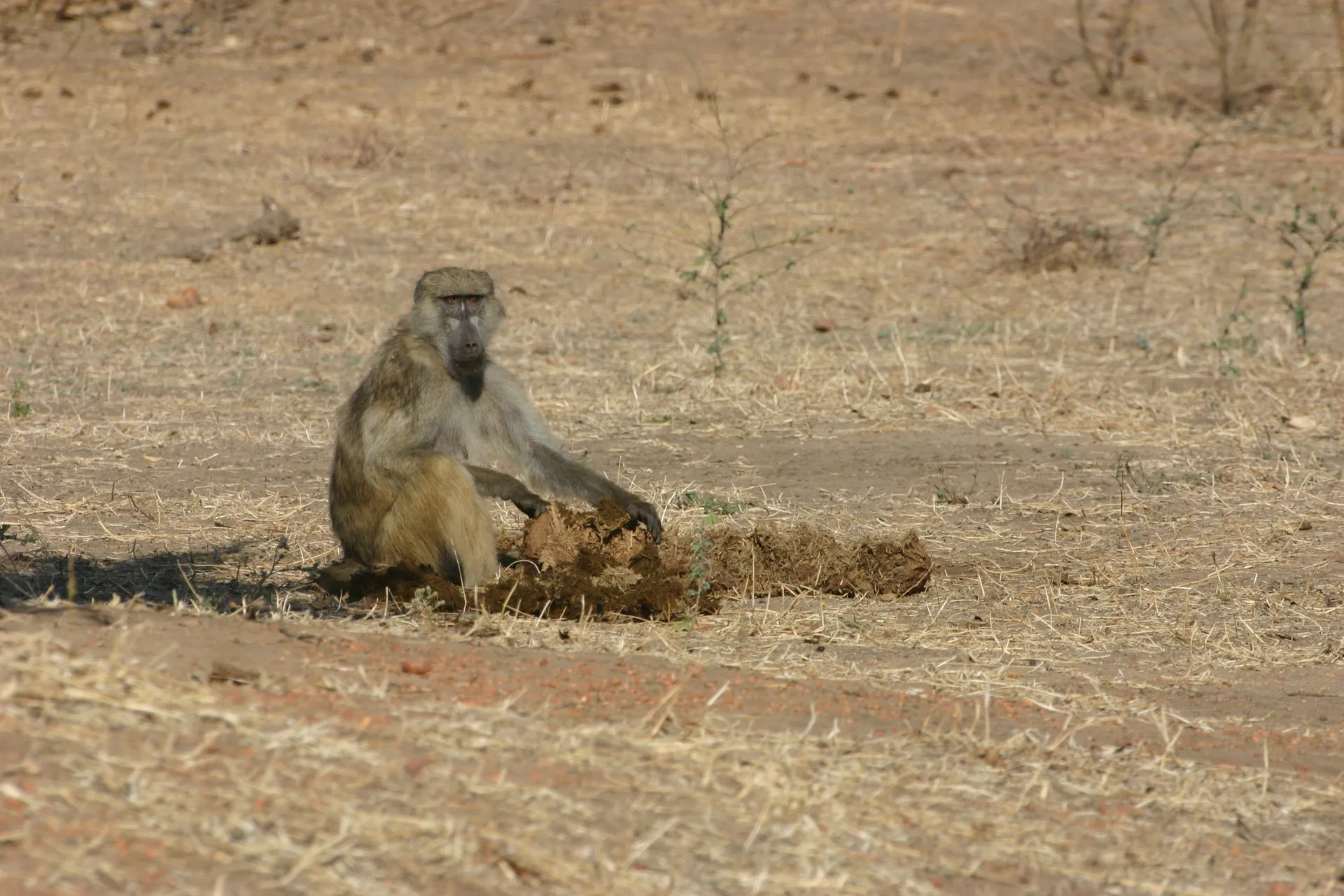 De mest van olifanten bevat nog zoveel onverteerde delen dat deze baviaan er graag van komt snoepen [Mana Pools]