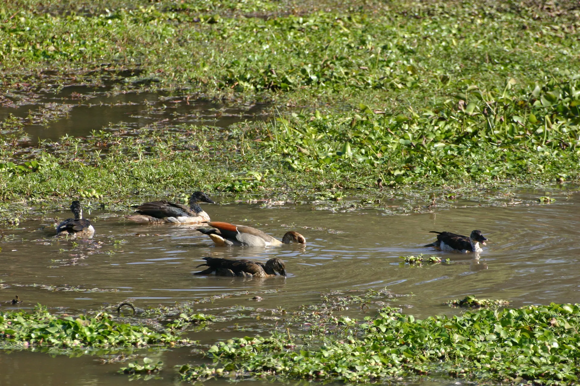 Nijlgans (Eng. Egyptian Goose, <i>Alopochen aegyptiacus</i>), vergezeld van een aantal jongen [Mana Pools]