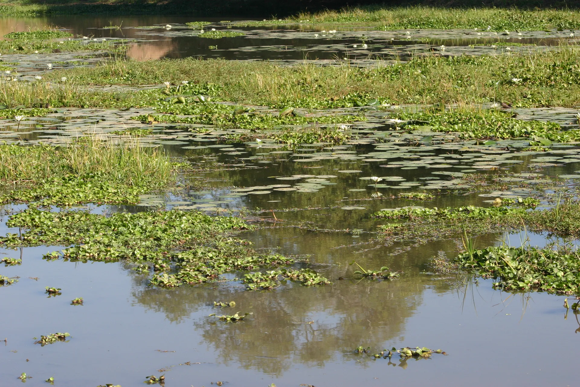 Karakteristiek poeltje in het natuurpark Mana Pools