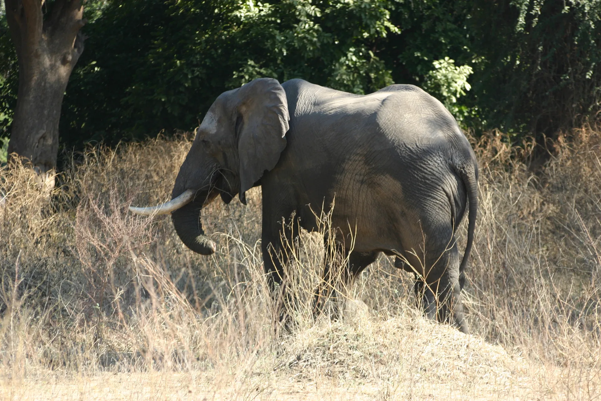 De overlevingskansen van deze olifant zijn niet groot: hij mist het topje van zijn slurf, waarschijnlijk door toedoen van een strik [Mana Pools]