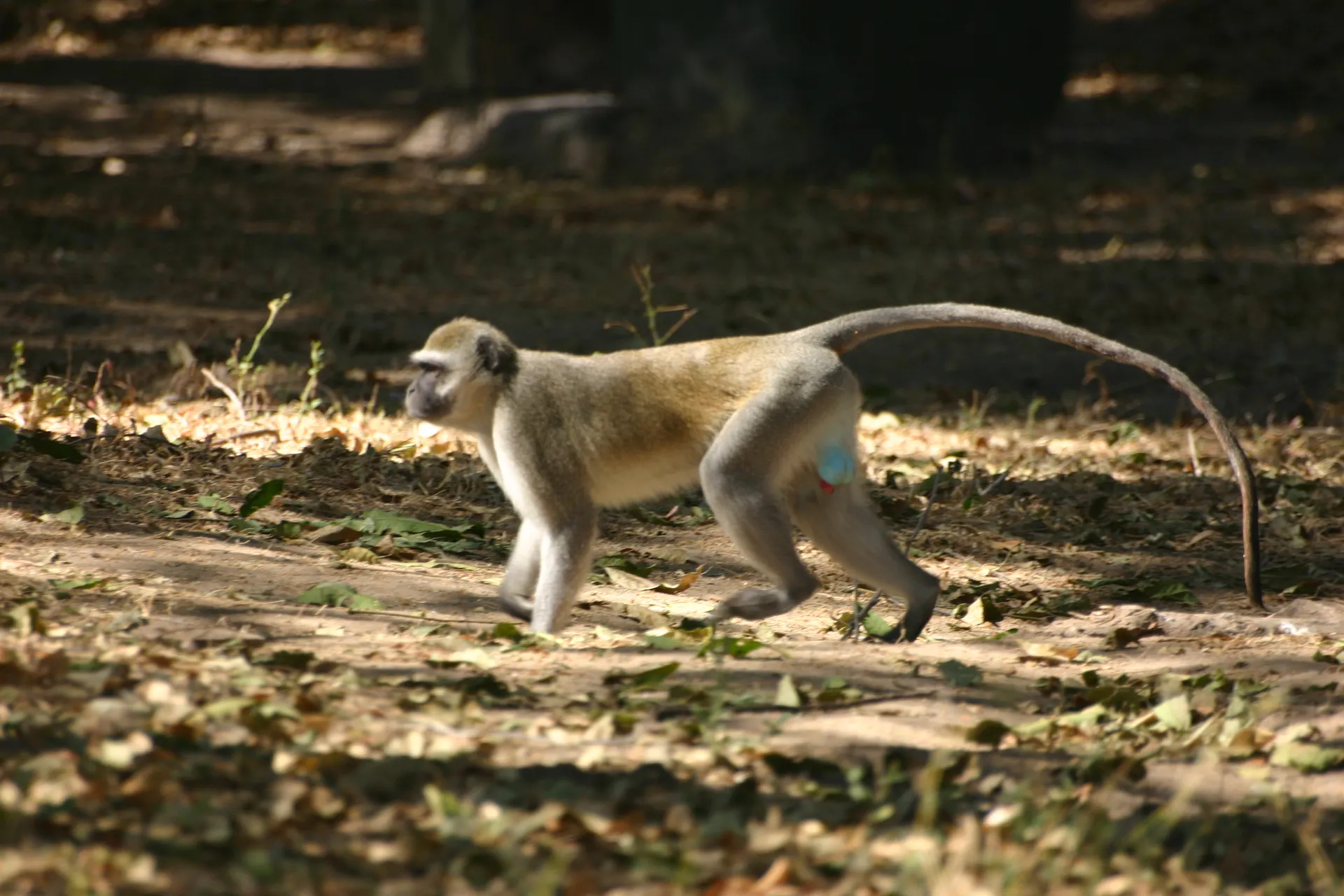Groene meerkat, door zijn blauwe ballen herkenbaar als de leider van de troep [Mana Pools]
