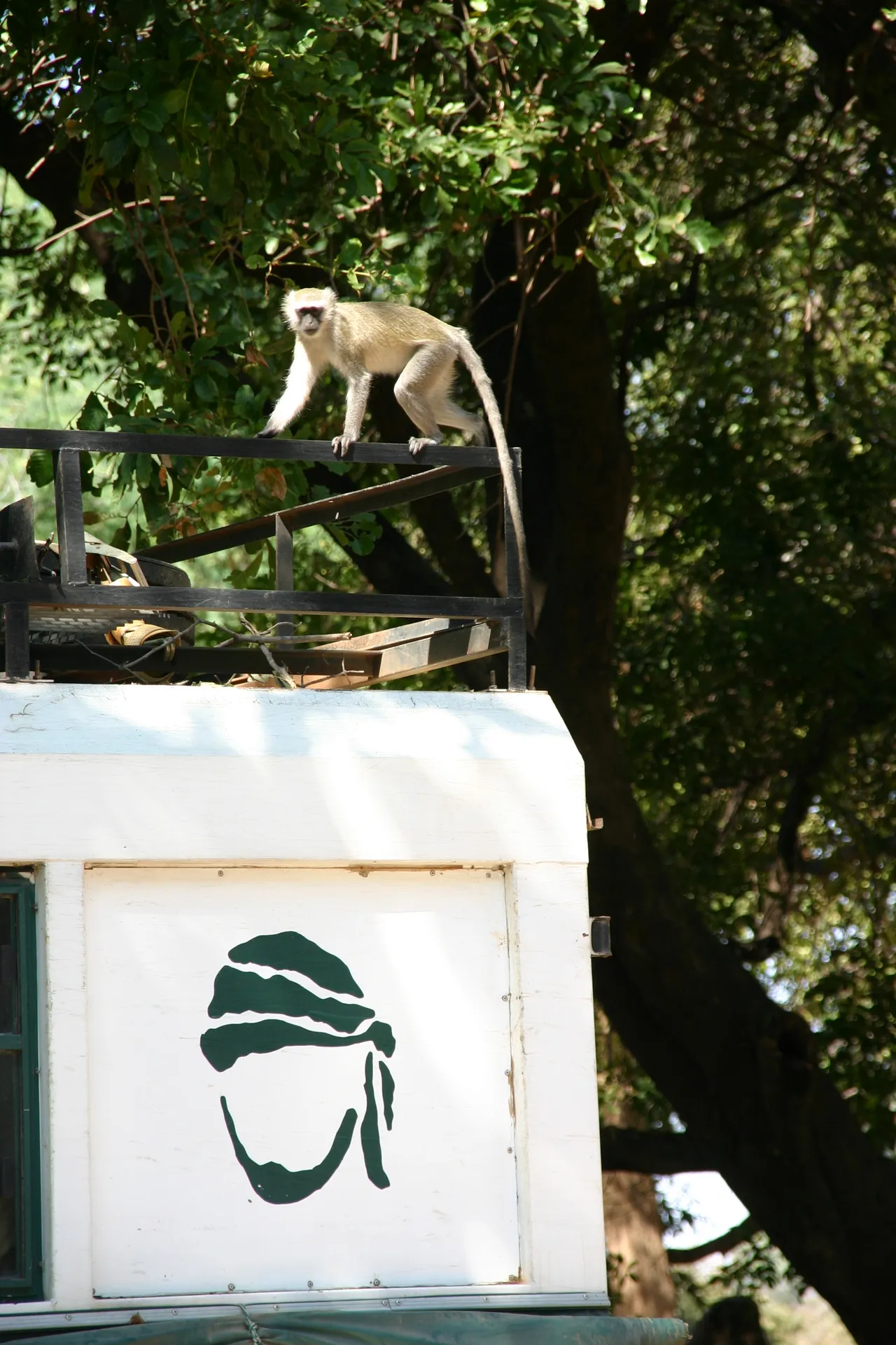Ook het bagagerek op de truck is een mooie speelplaats voor de lenige meerkatten [Mana Pools]