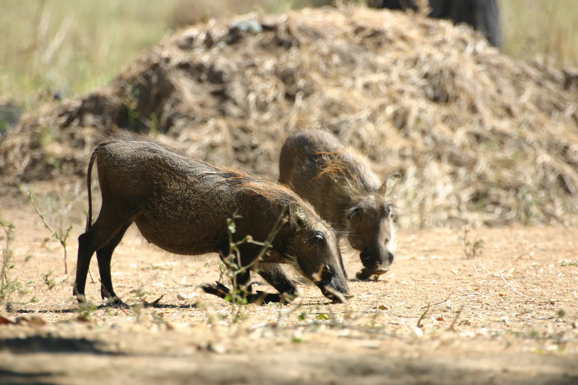 Jonge wrattenzwijnen aan het wroeten [Mana Pools]